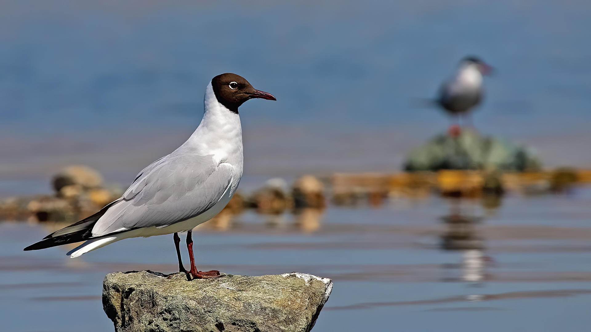 Black-headed Gull — Ana fotoğraf