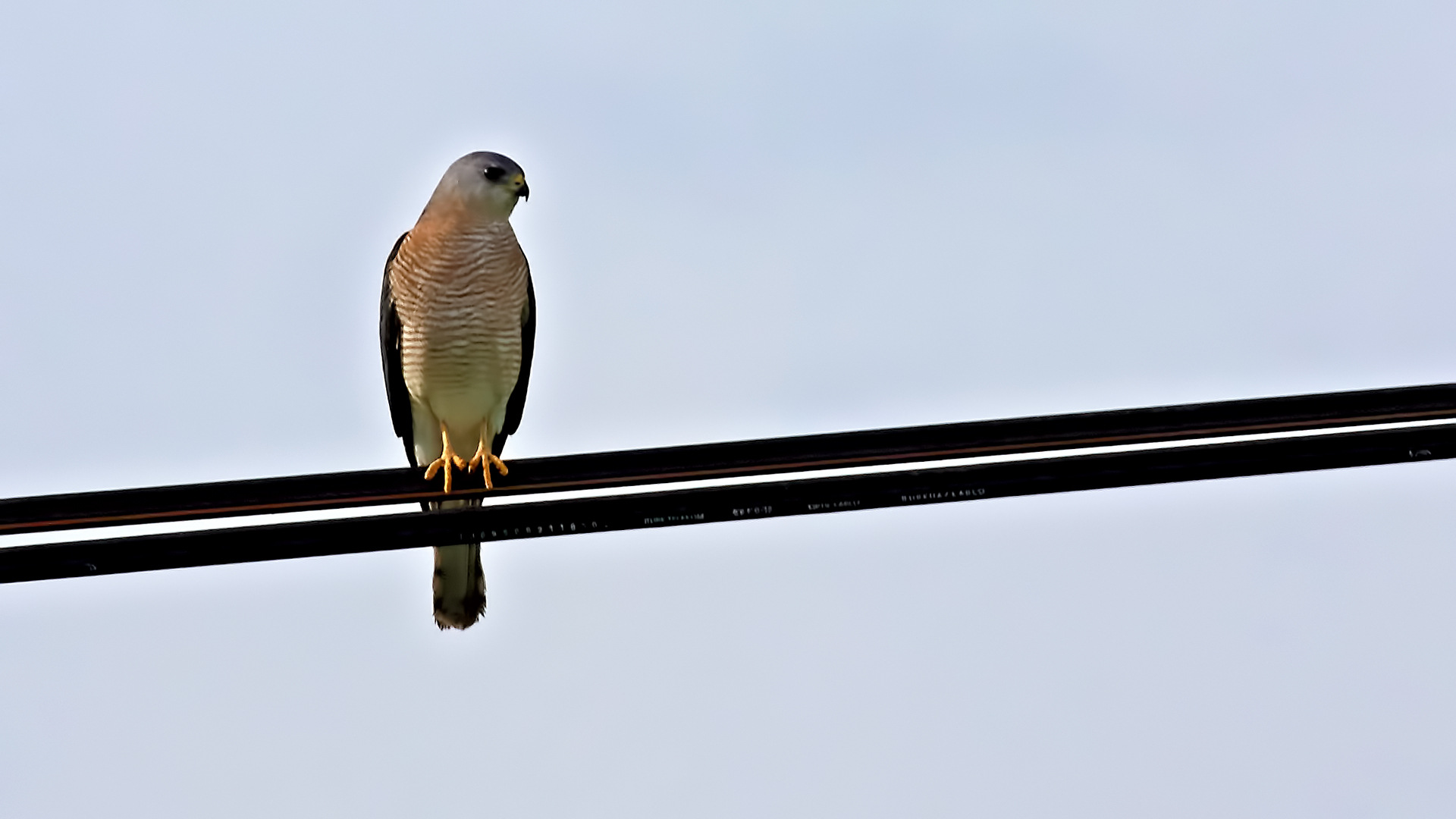 Levant Sparrowhawk