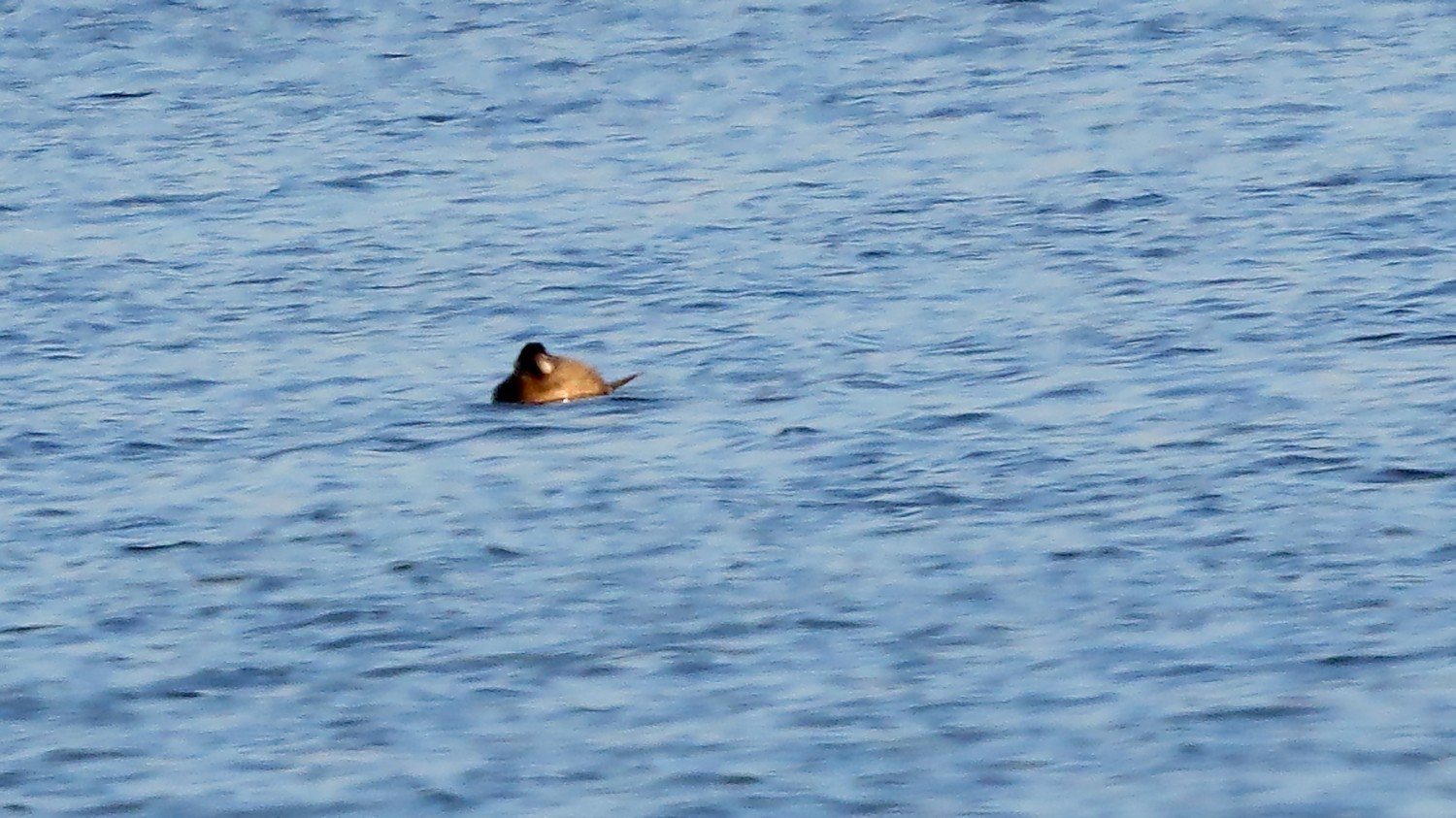 White-headed Duck