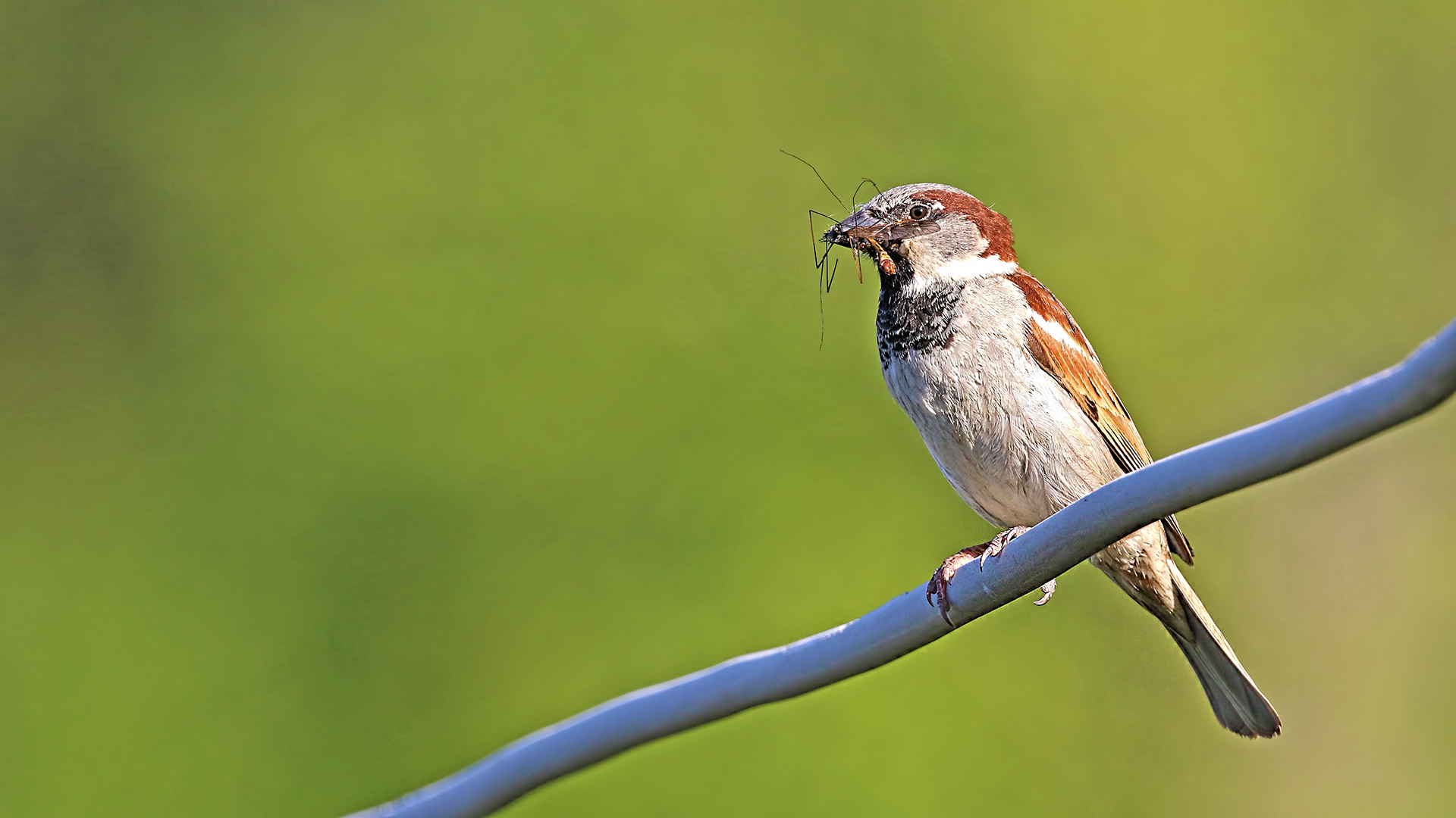 House Sparrow — Ana fotoğraf