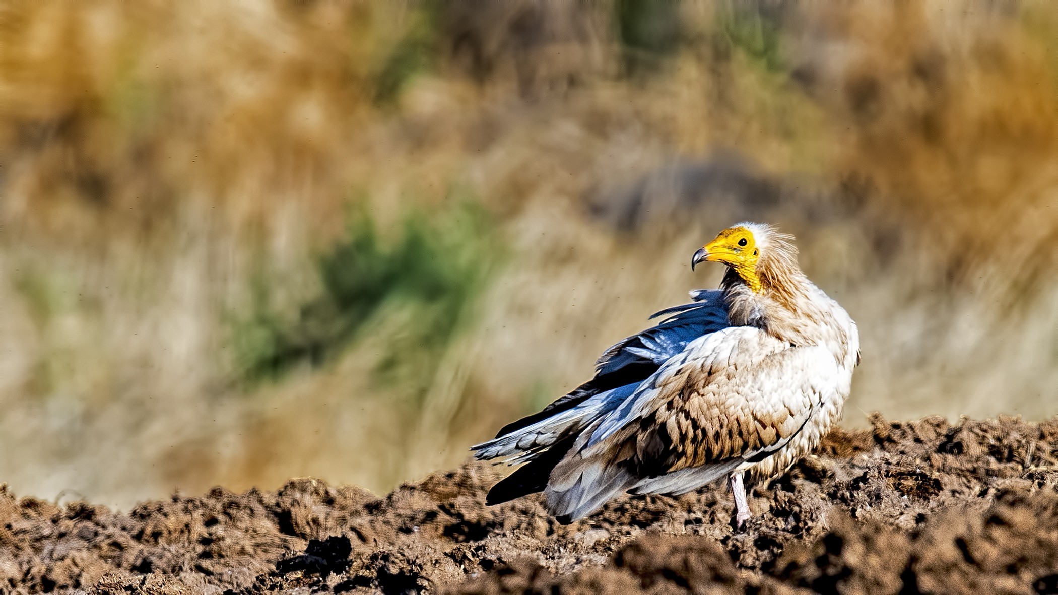 Egyptian Vulture
