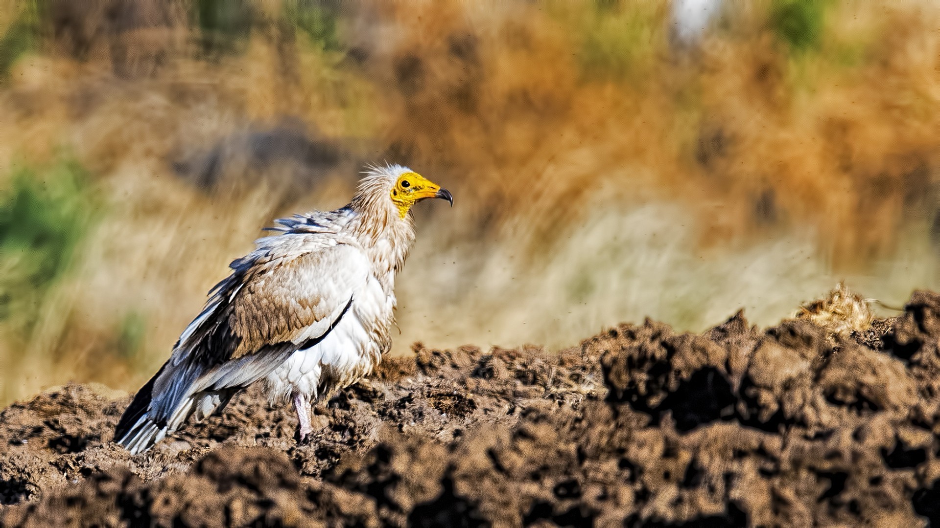 Egyptian Vulture
