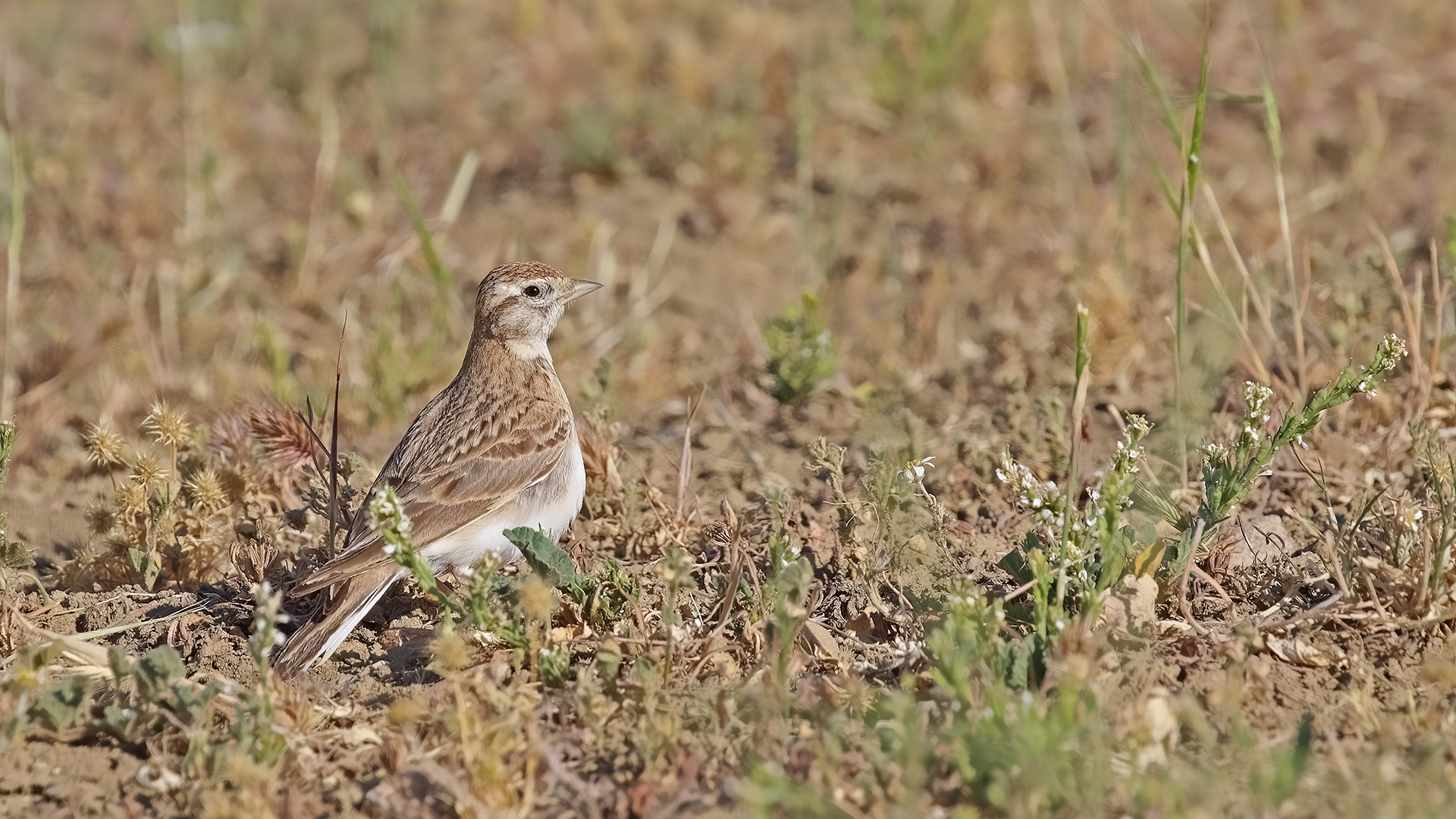 Greater Short-toed Lark