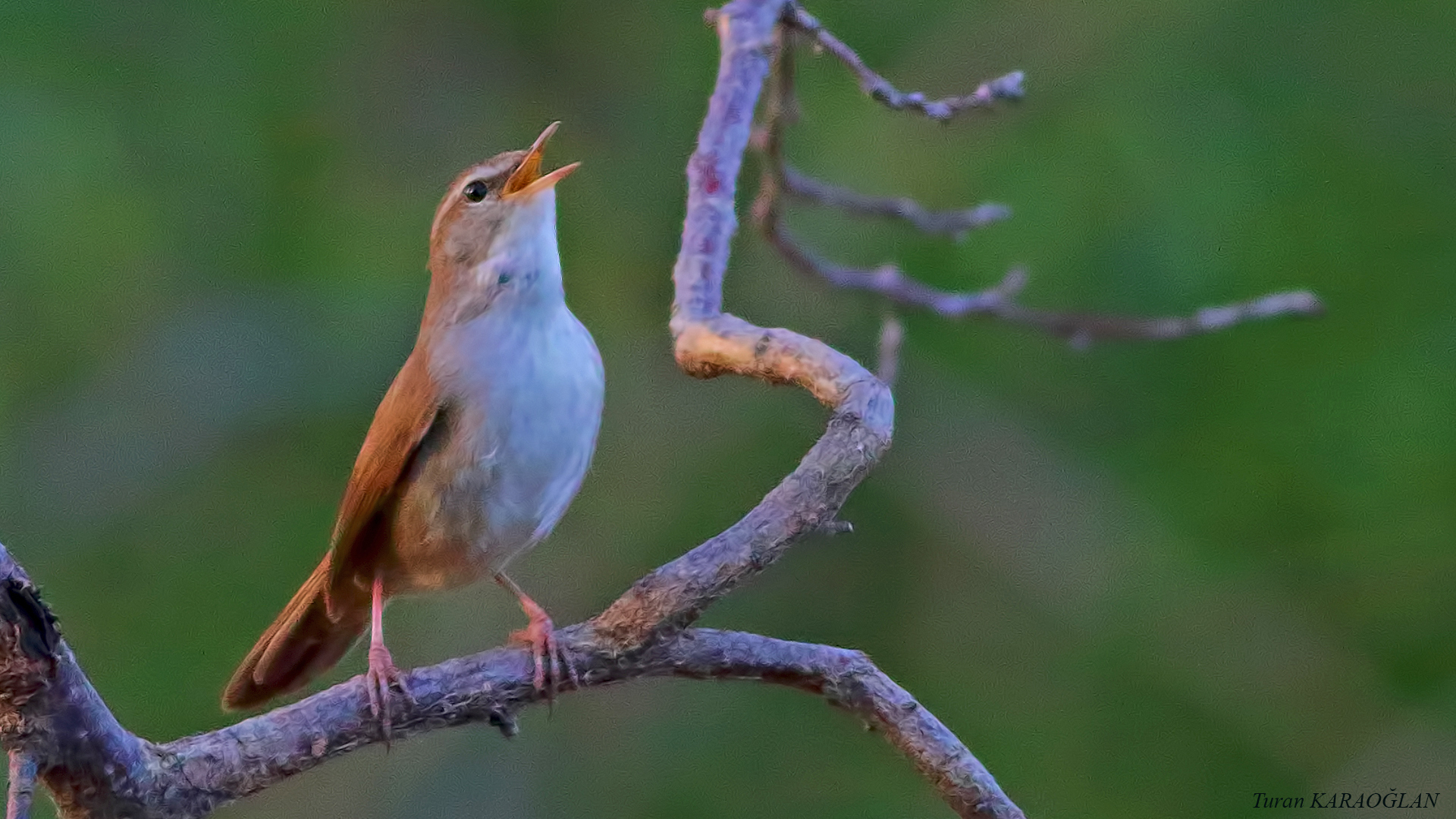 Cetti's Warbler
