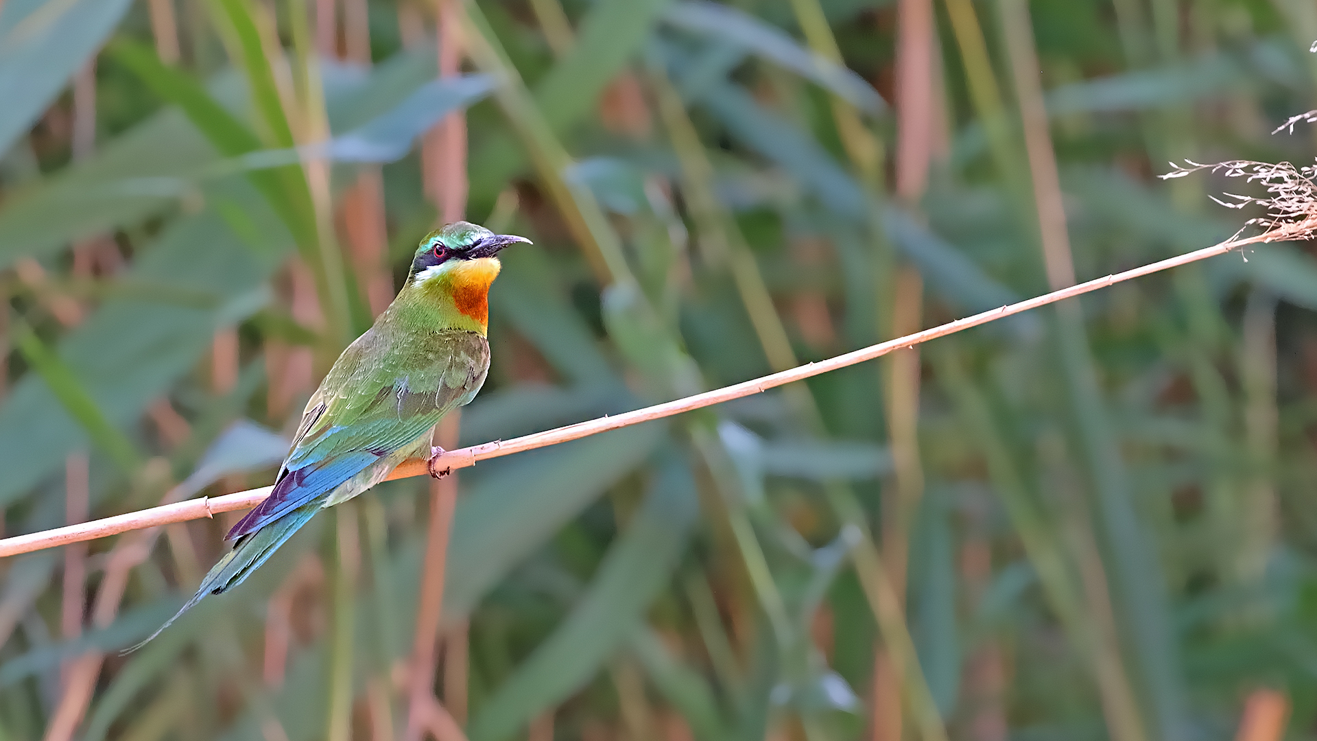 Blue-cheeked Bee-eater — Ana fotoğraf
