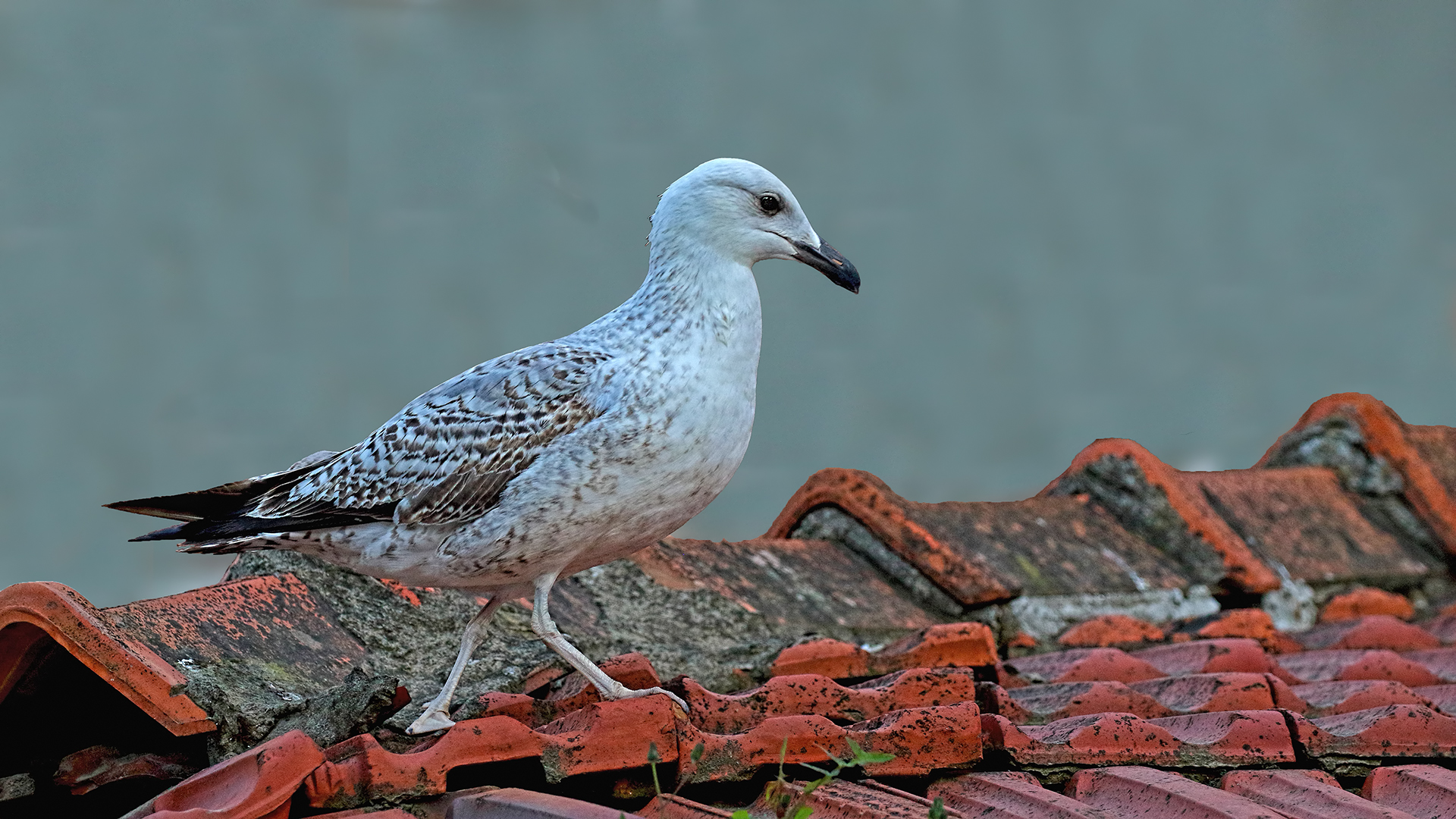 Yellow-legged Gull