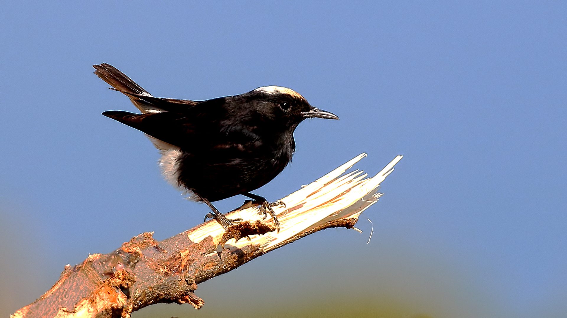 White-crowned Wheatear