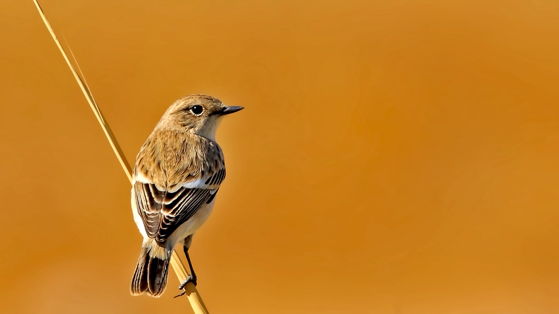 European Stonechat — Ana fotoğraf