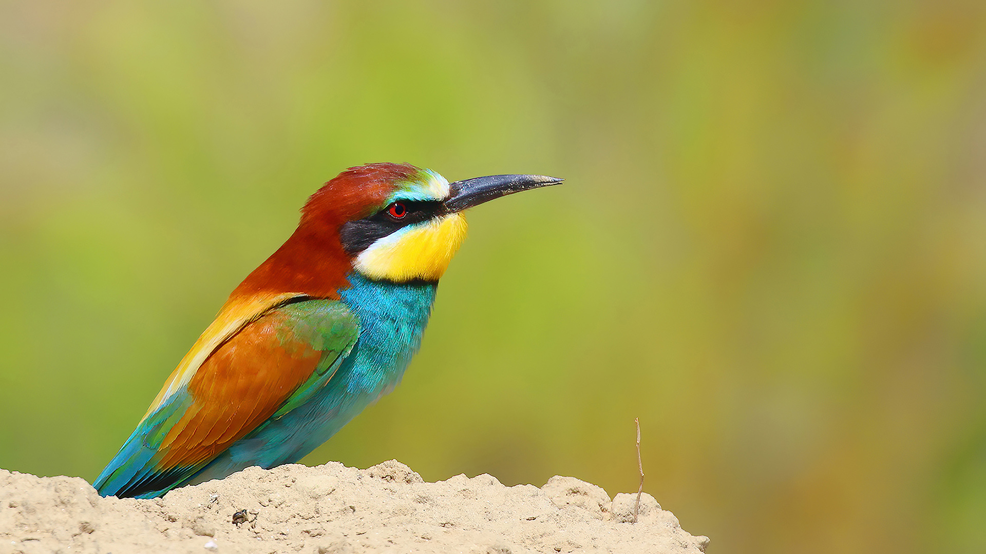 European Bee-eater — Ana fotoğraf