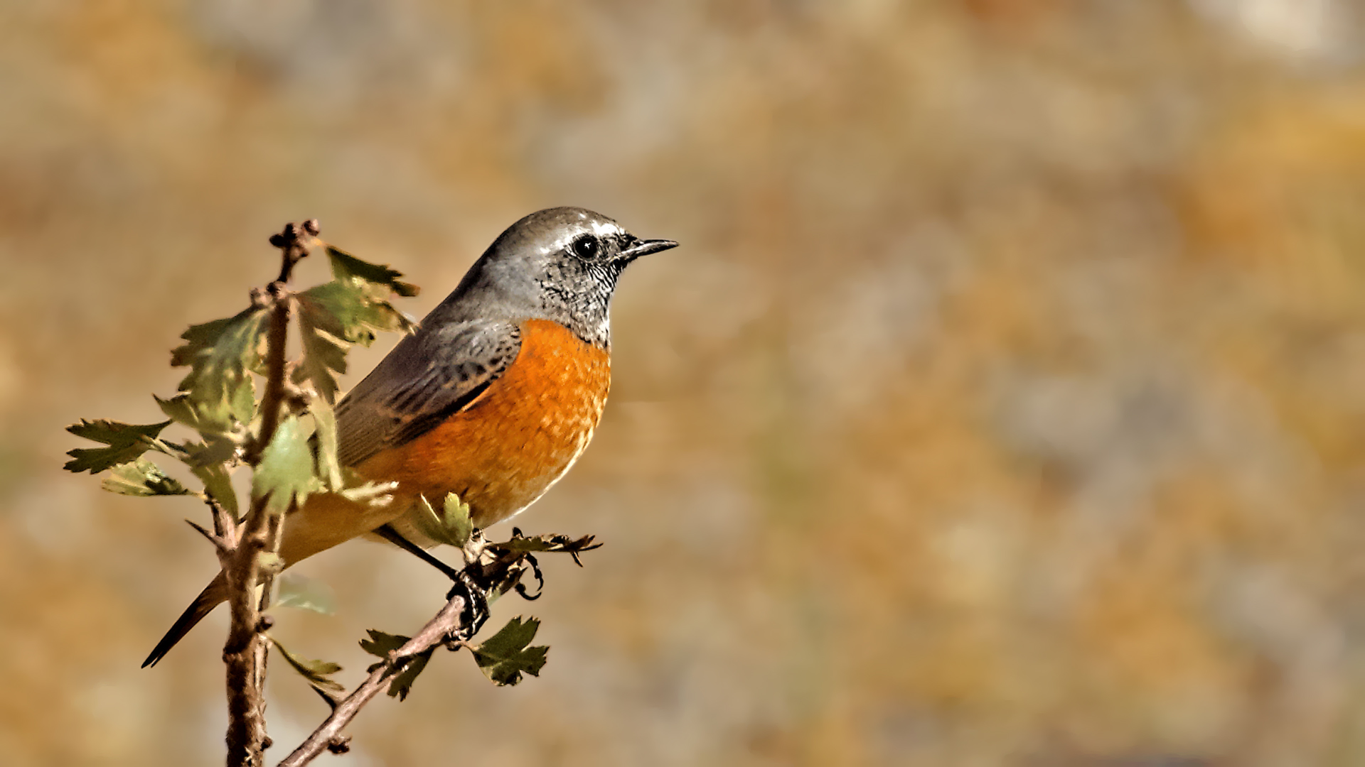 Common Redstart — Ana fotoğraf