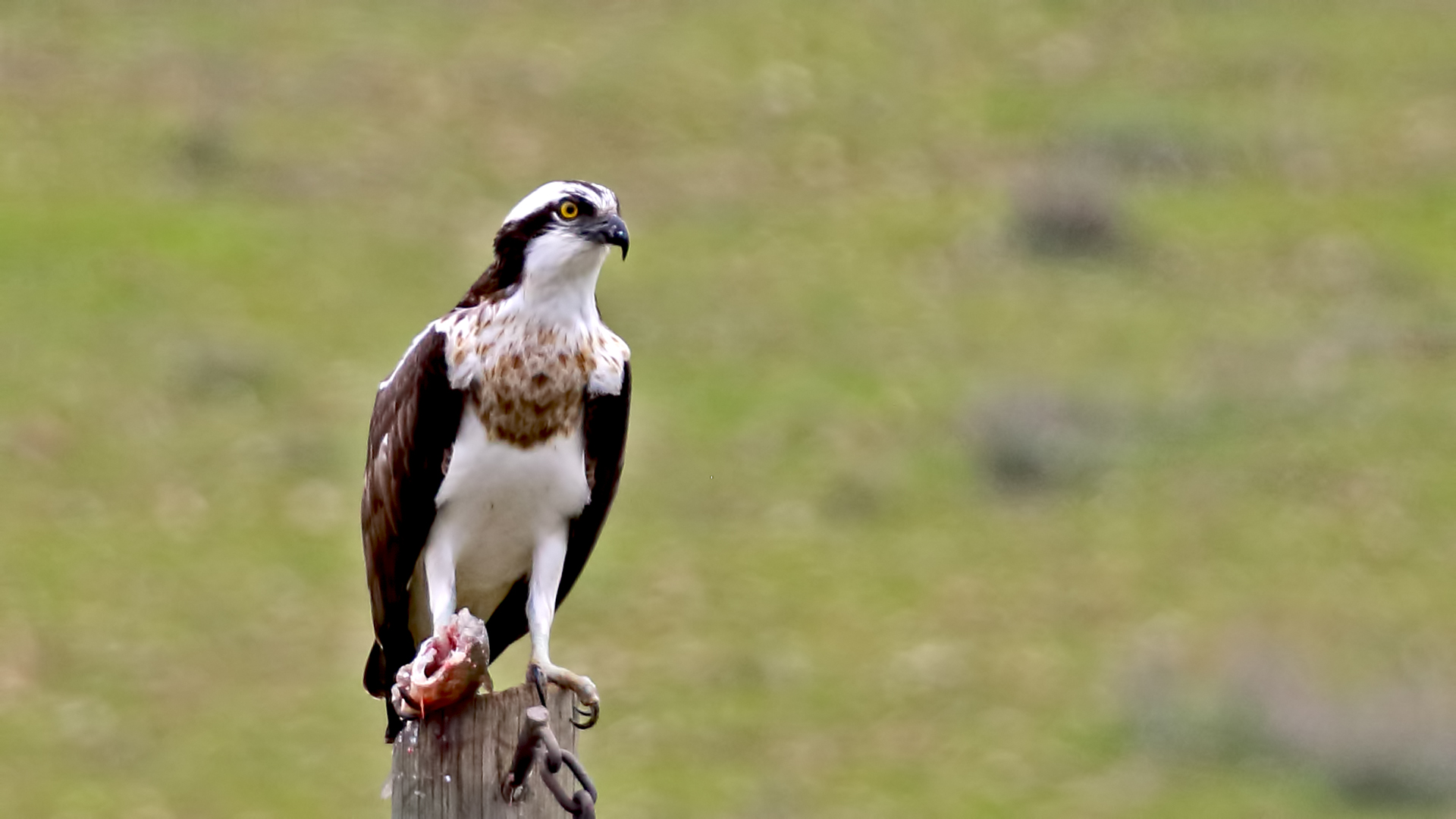Osprey — Ana fotoğraf