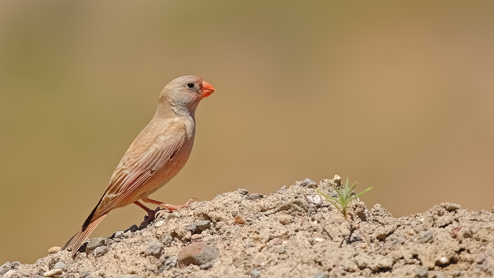 Trumpeter Finch