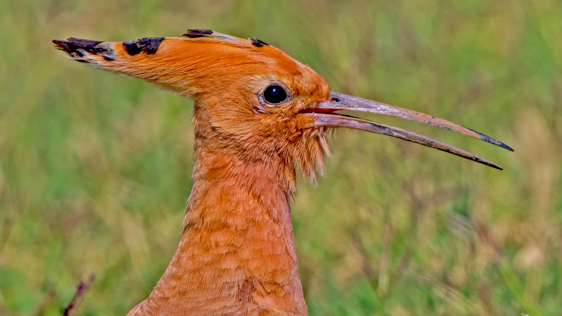 Eurasian Hoopoe