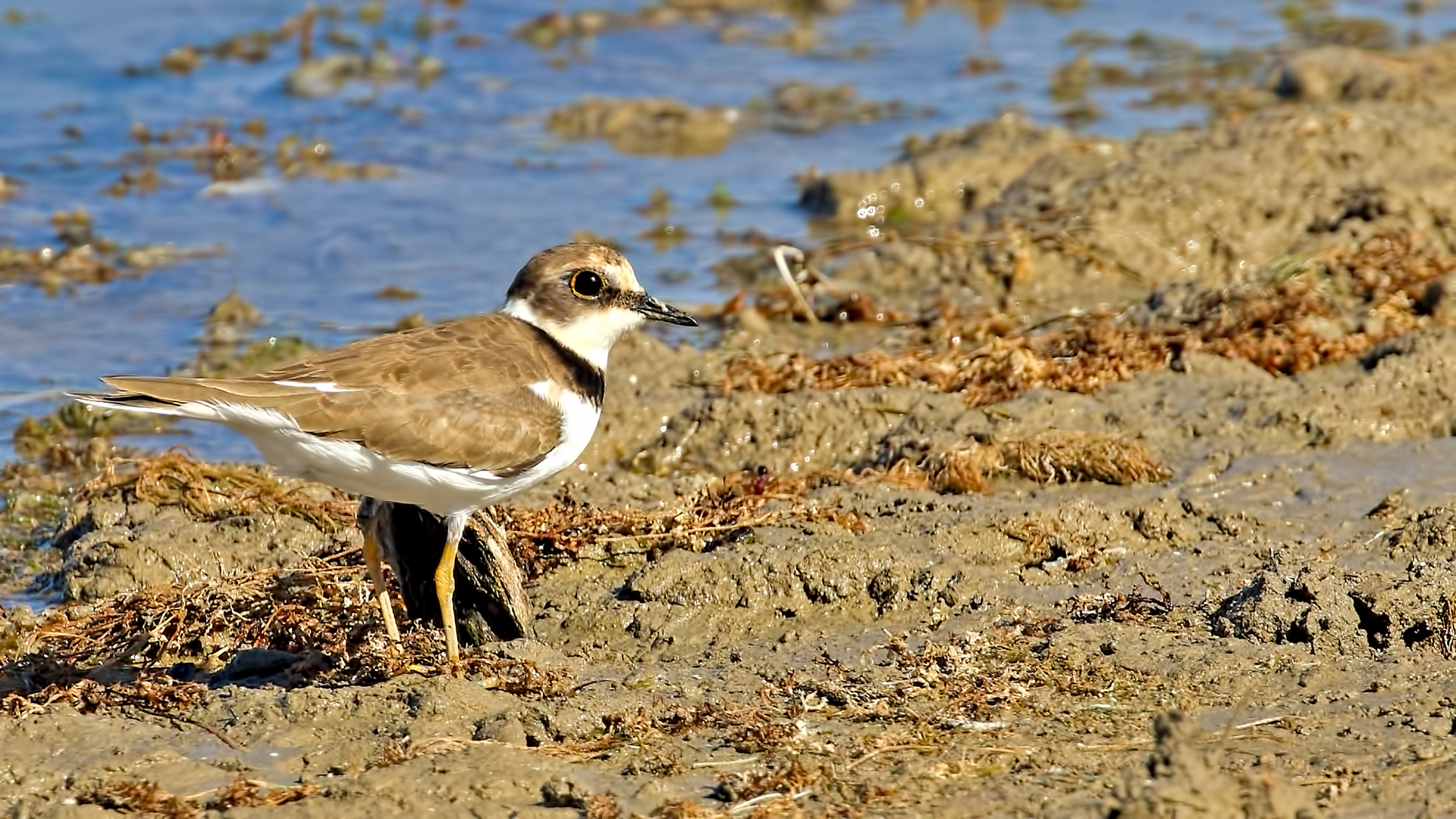 Little Ringed Plover