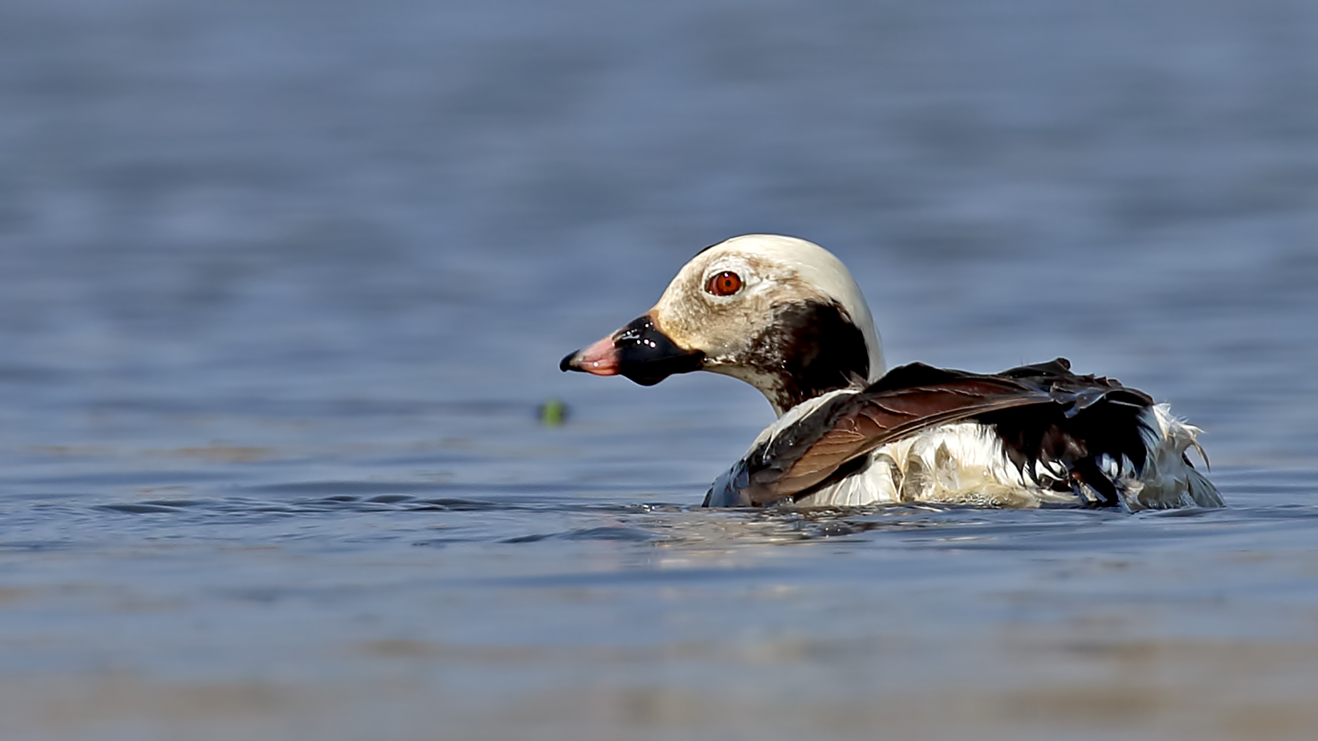 Long-tailed Duck