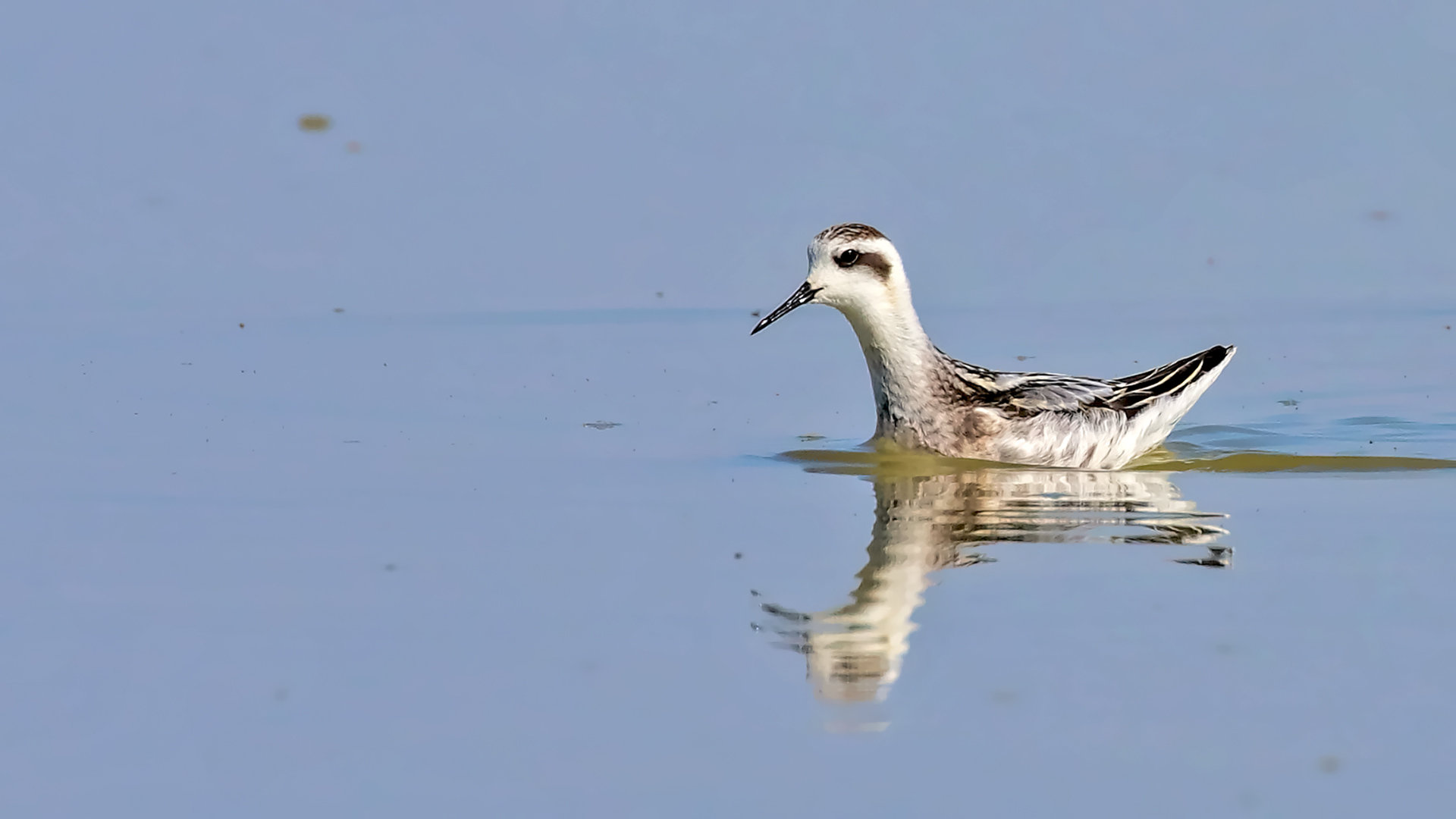 Red-necked Phalarope