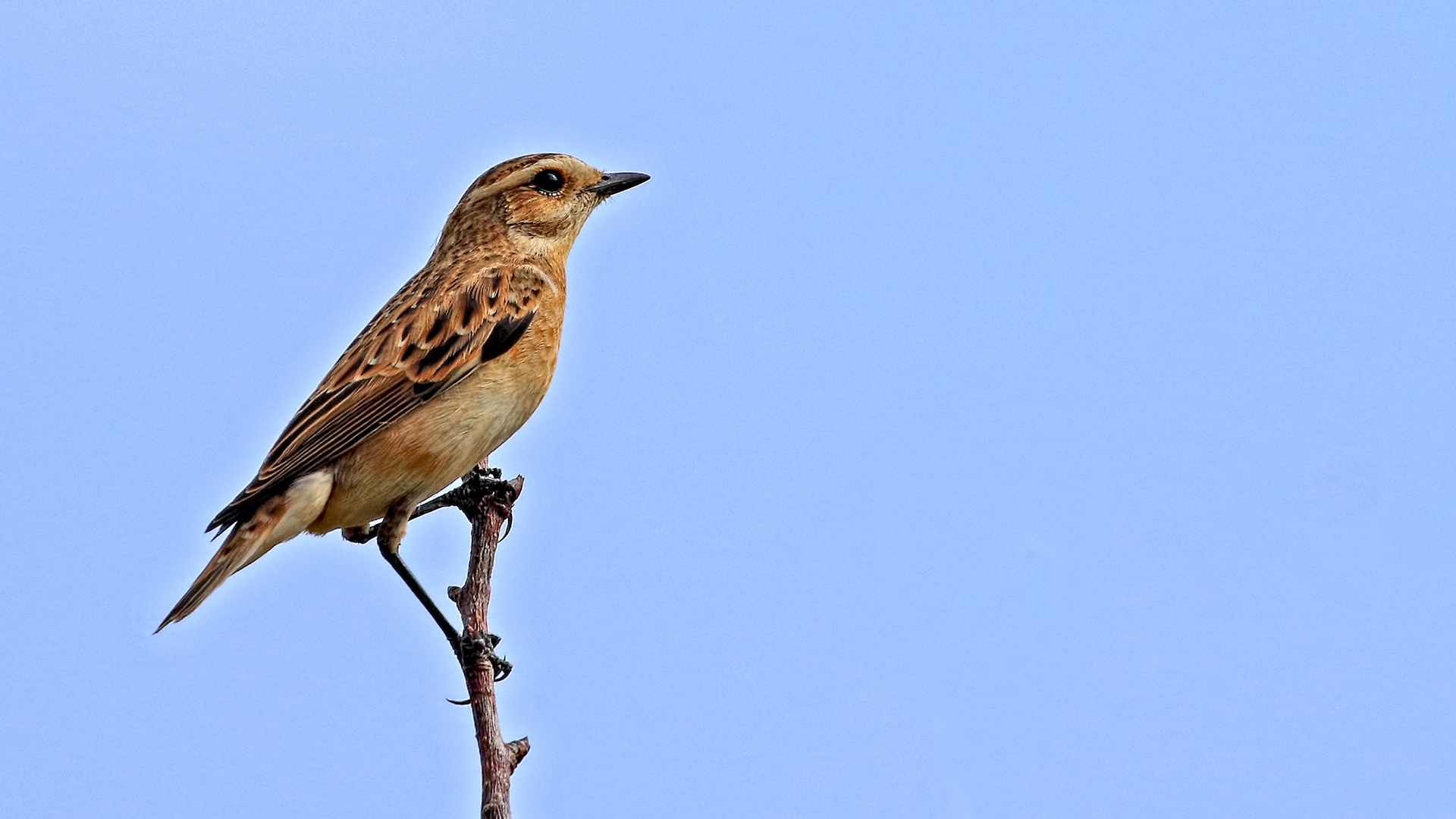 Whinchat