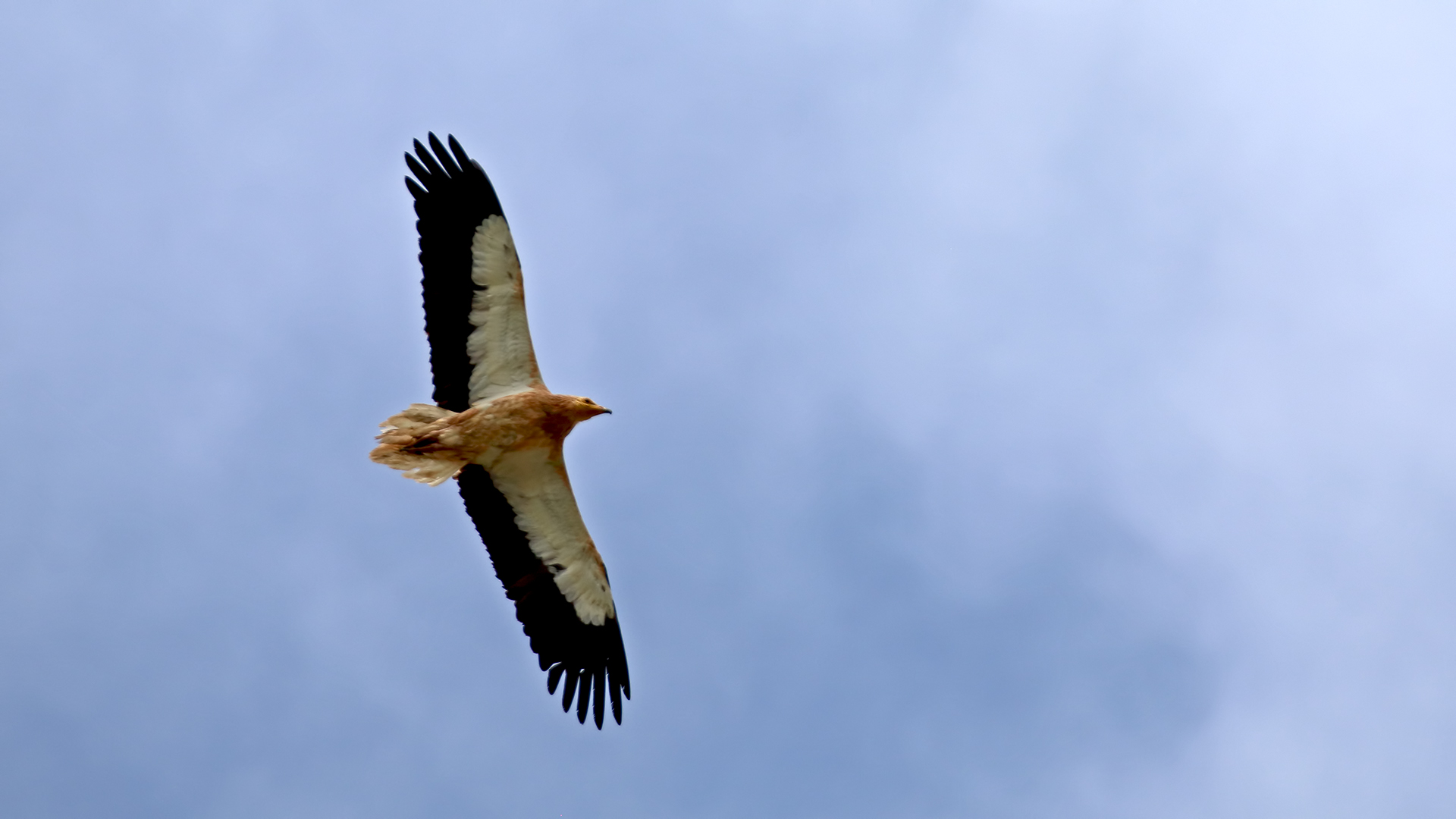 Egyptian Vulture