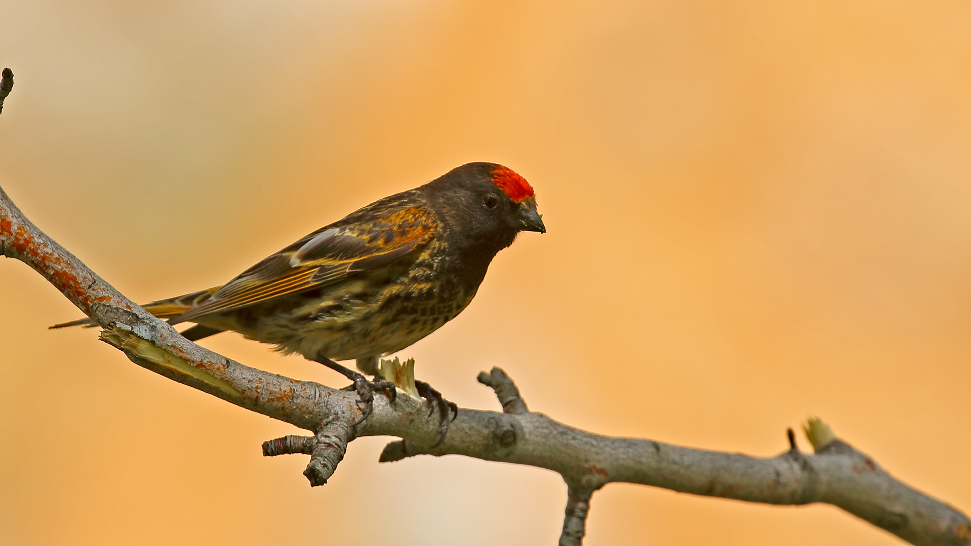 Fire-fronted Serin — Ana fotoğraf