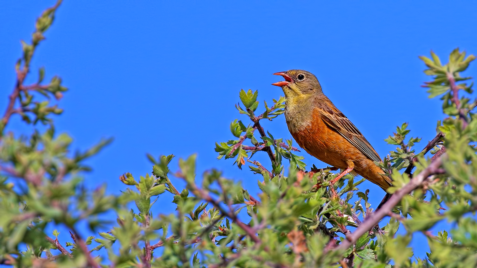 Ortolan Bunting
