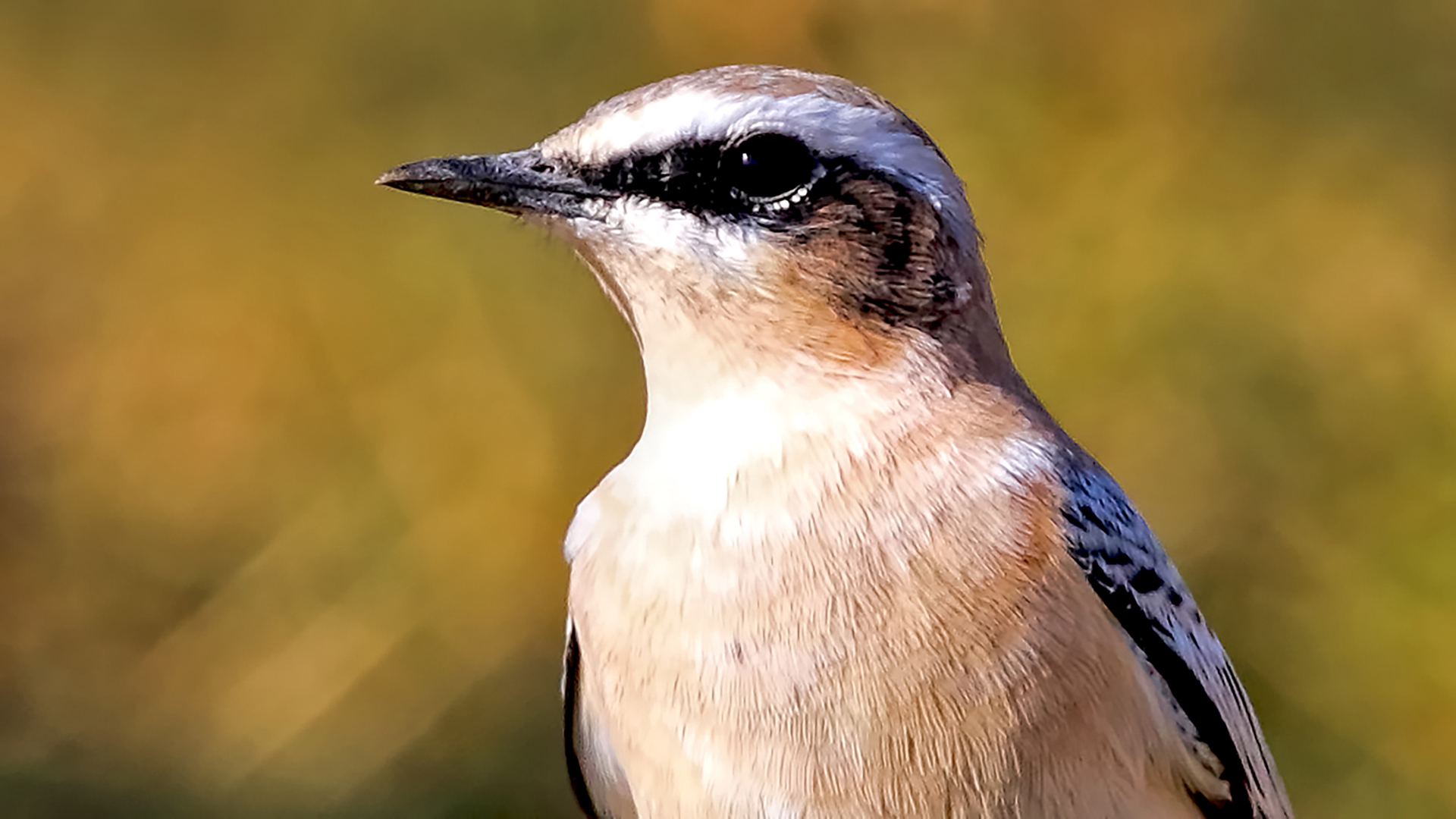 Northern Wheatear