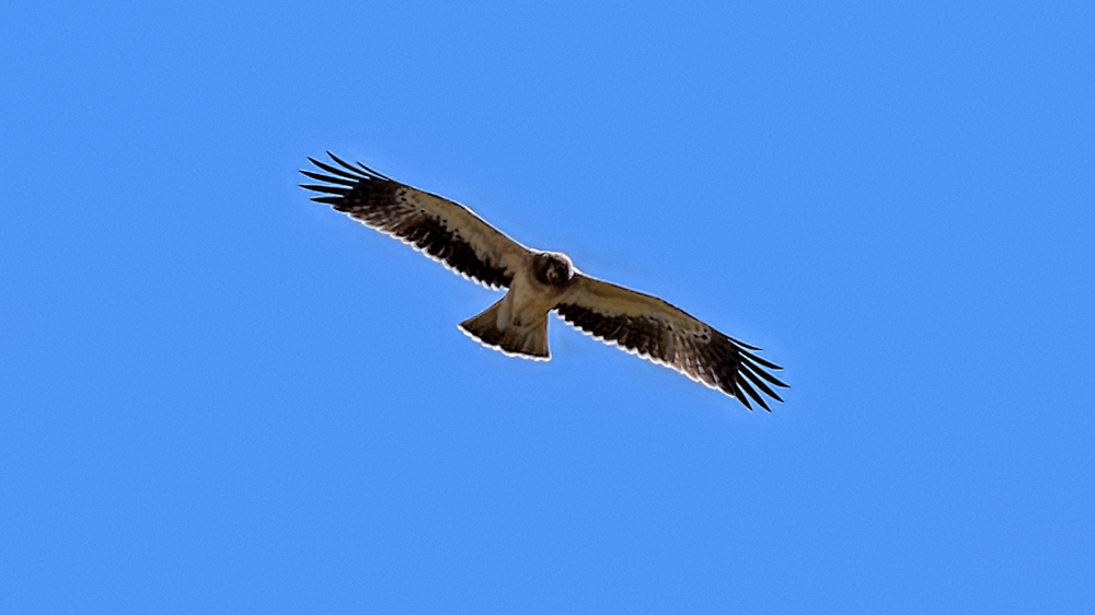 Booted Eagle