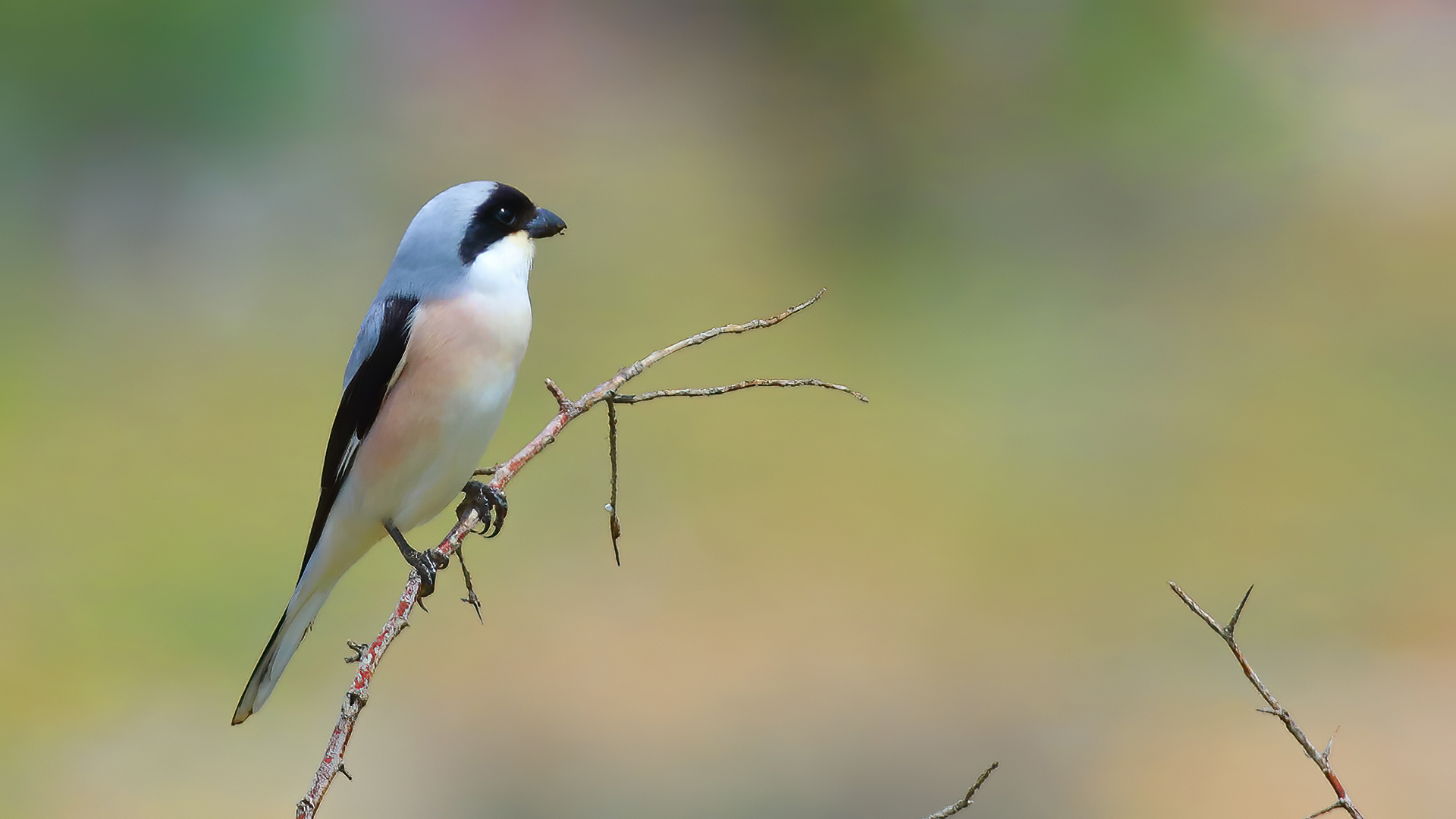 Lesser Gray Shrike