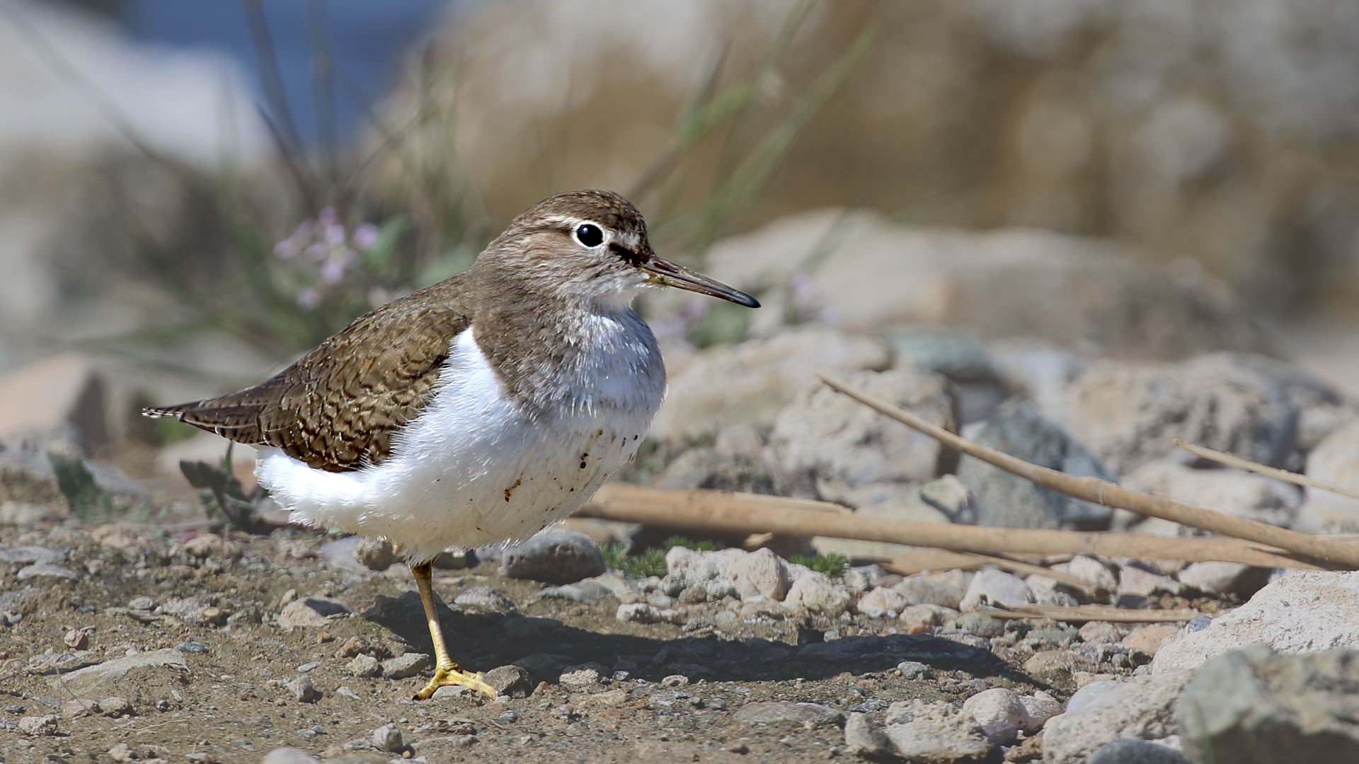 Common Sandpiper