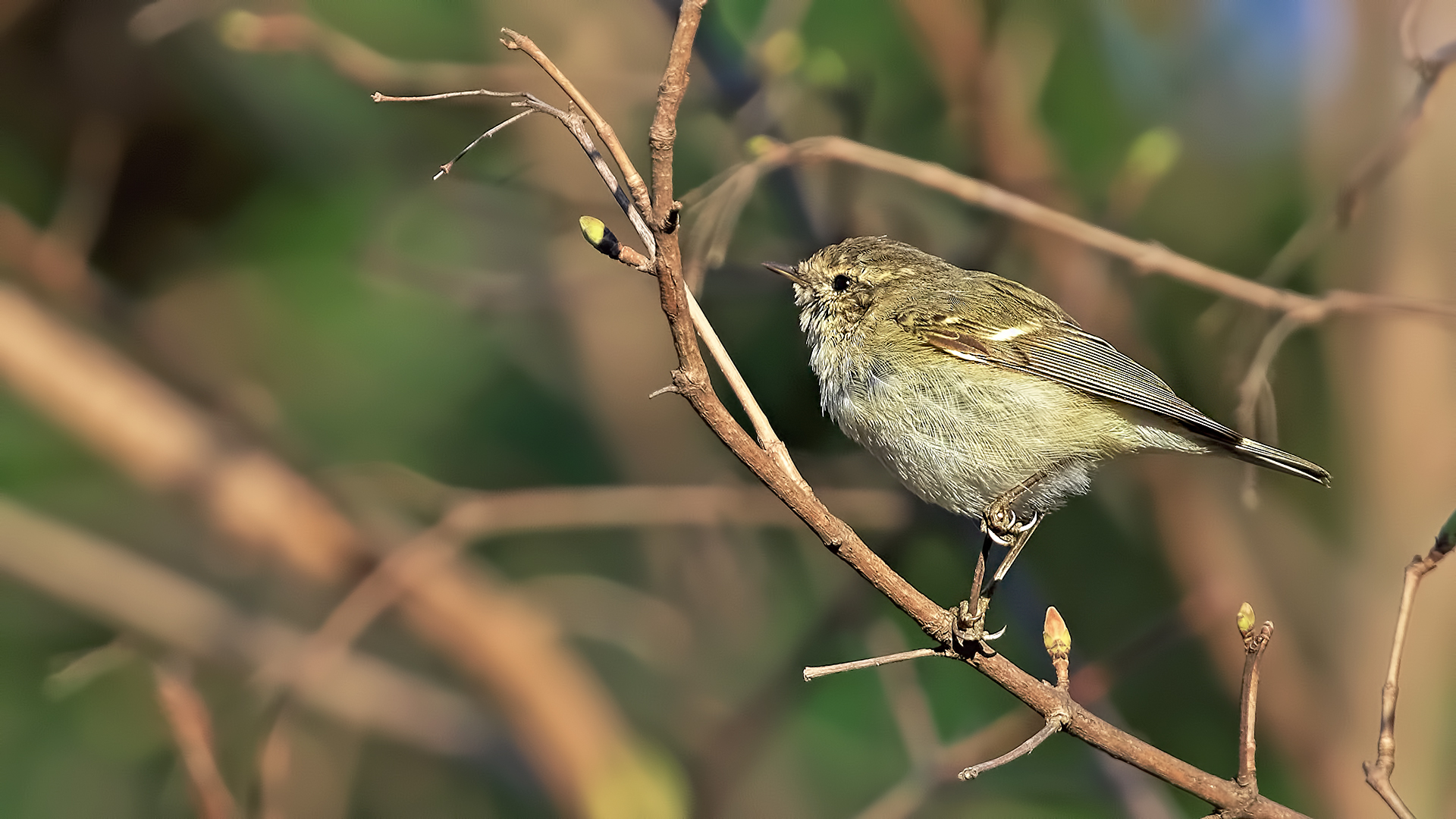Hume's Warbler