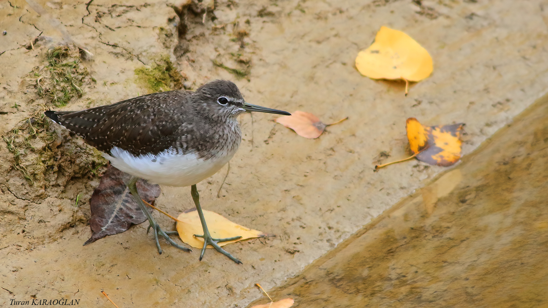 Common Sandpiper