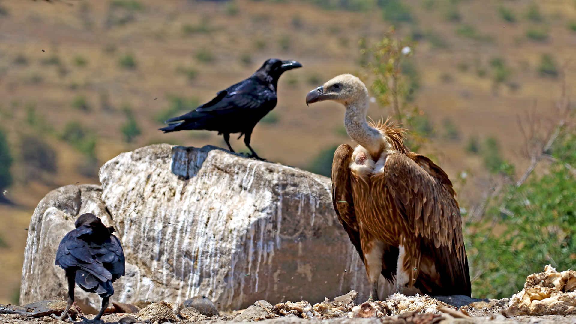 Eurasian Griffon — Ana fotoğraf