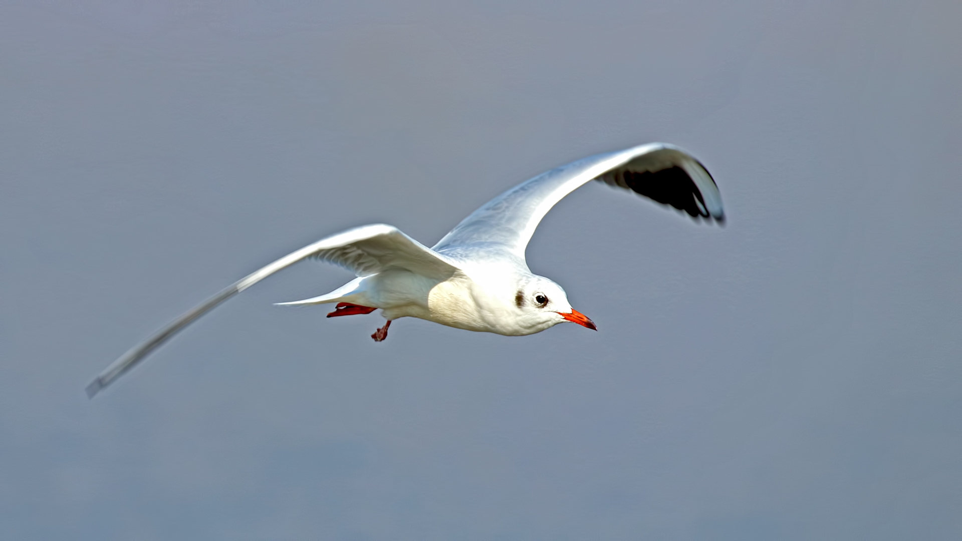 Black-headed Gull