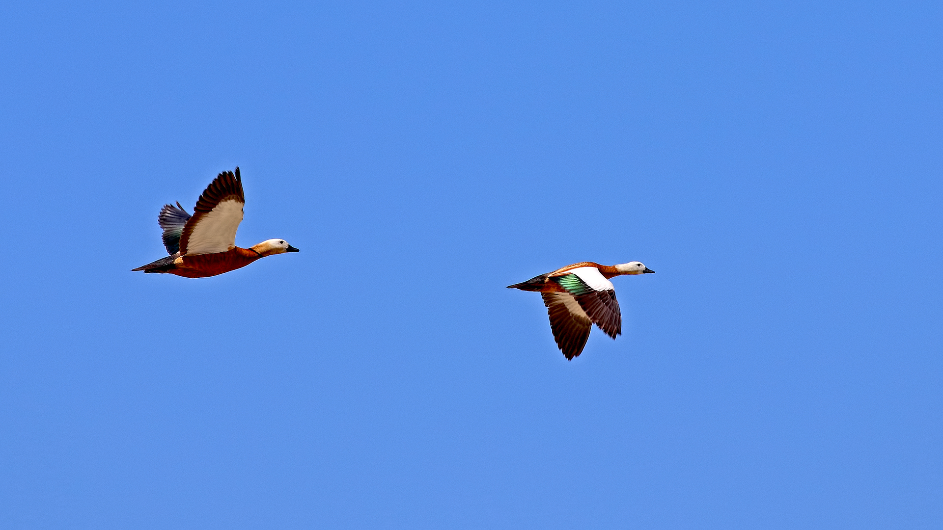 Ruddy Shelduck