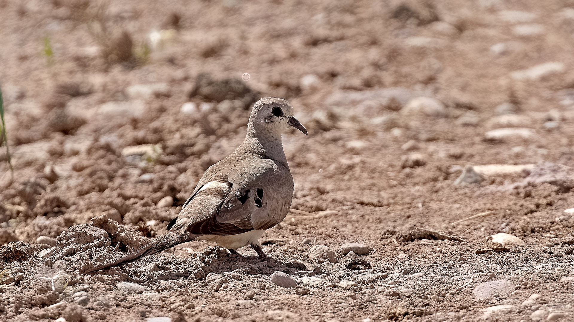 Namaqua Dove