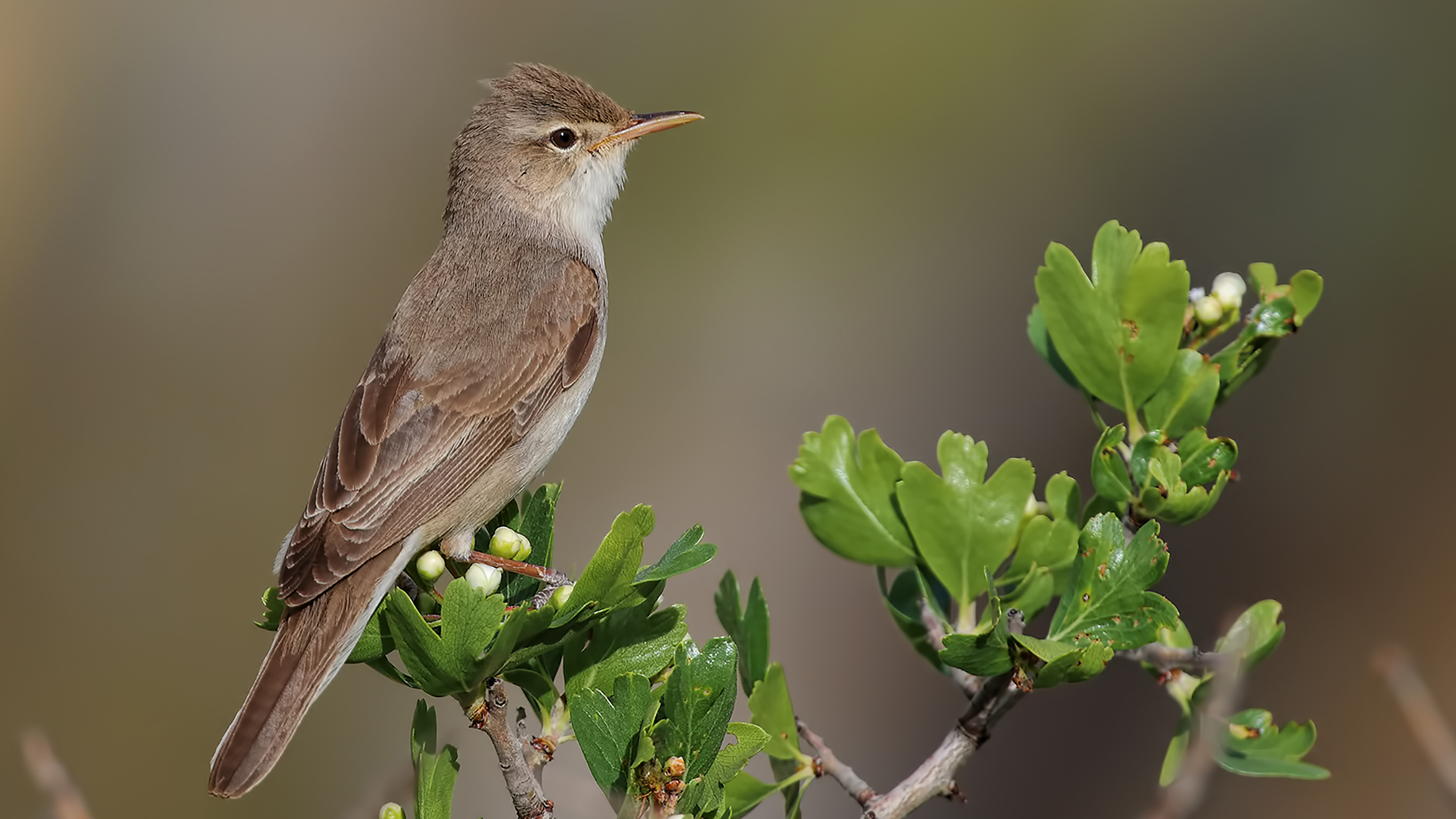 Upcher's Warbler