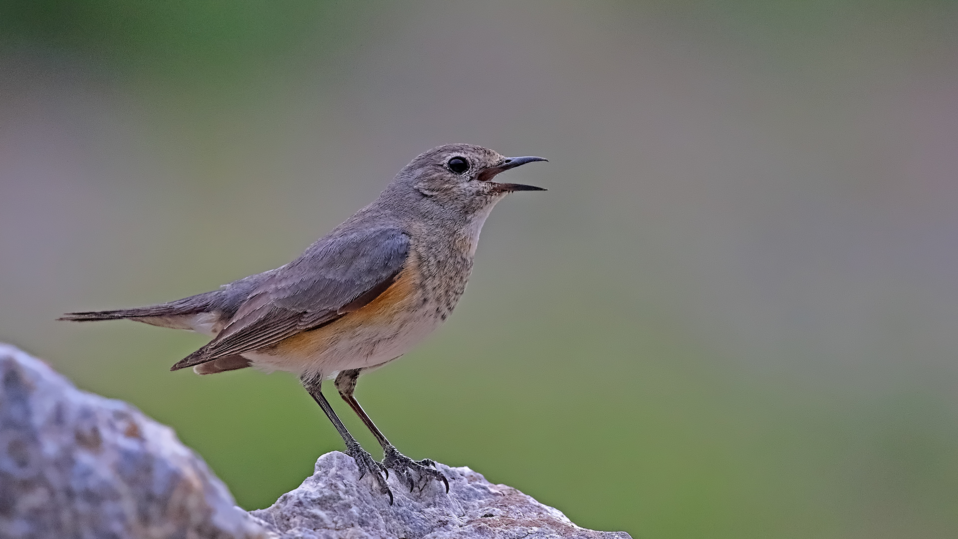 White-throated Robin