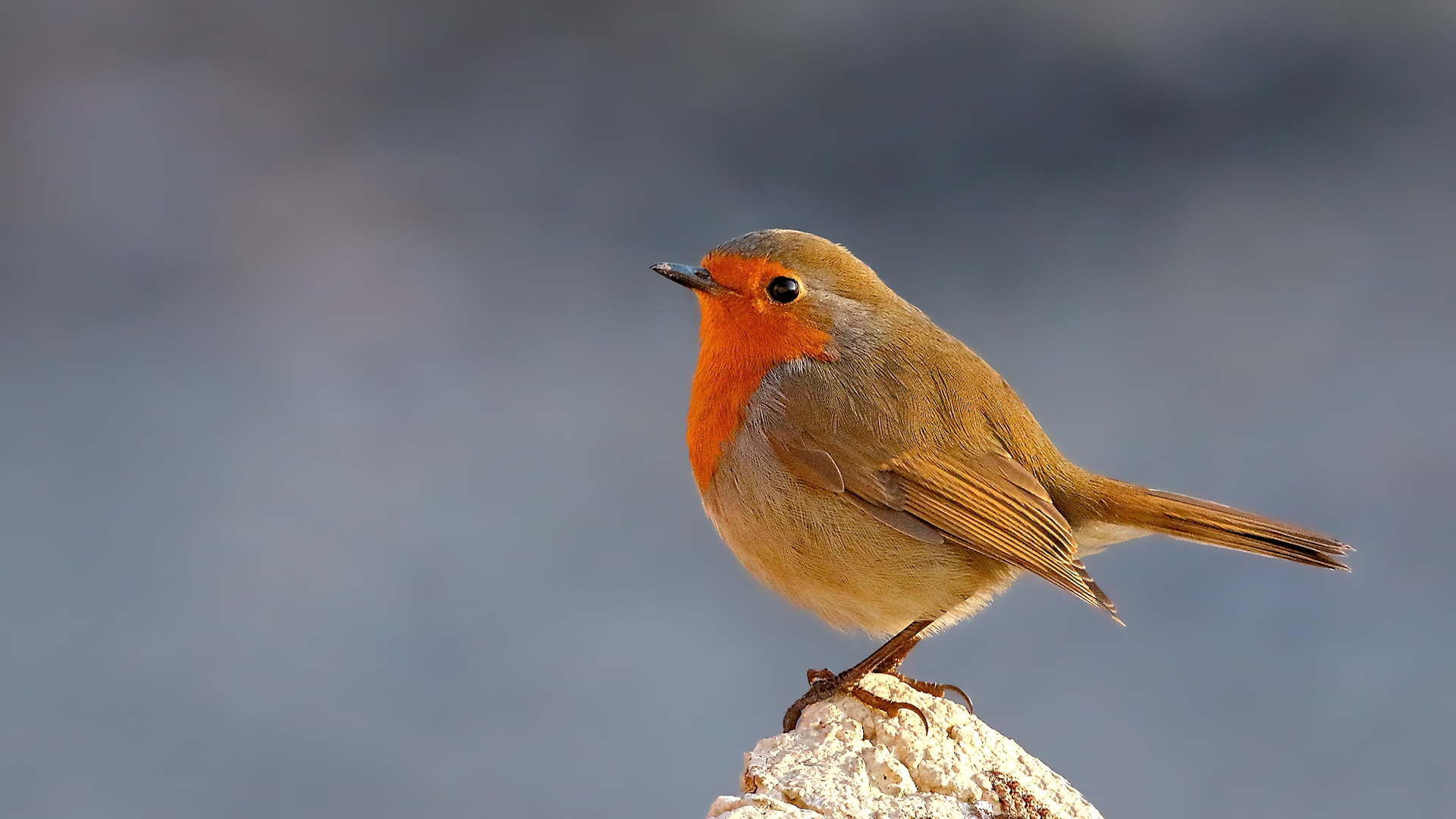 Kızılgerdan — Ana fotoğraf