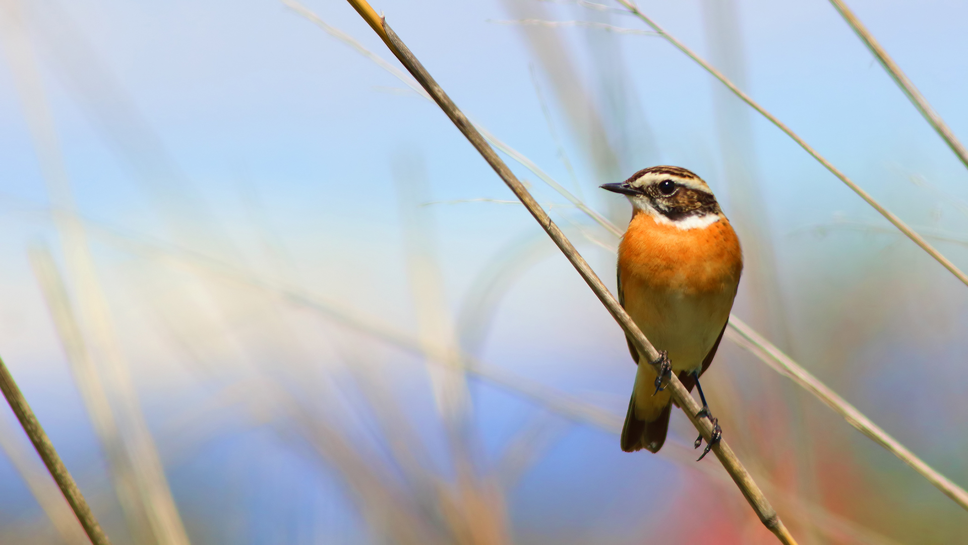 Whinchat
