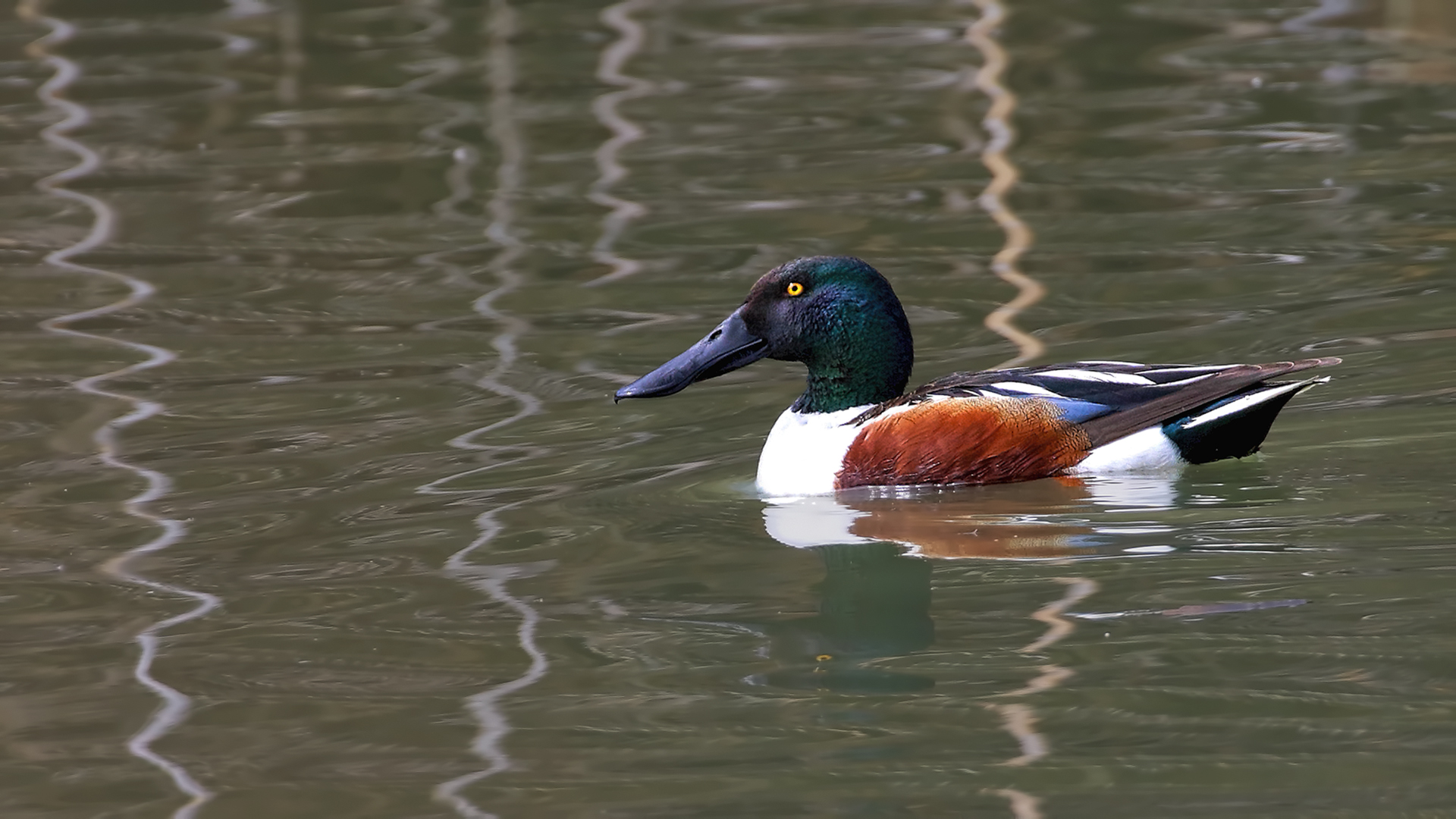 Northern Shoveler