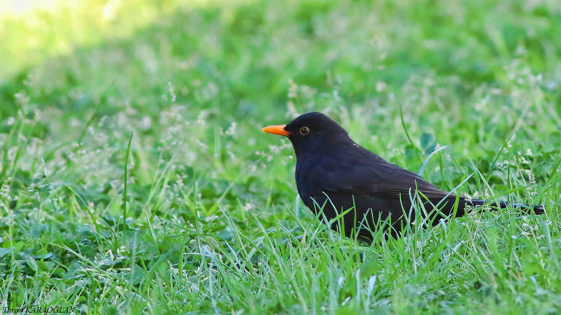 Eurasian Blackbird