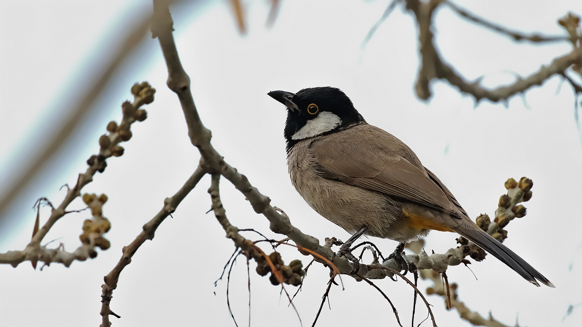 White-eared Bulbul