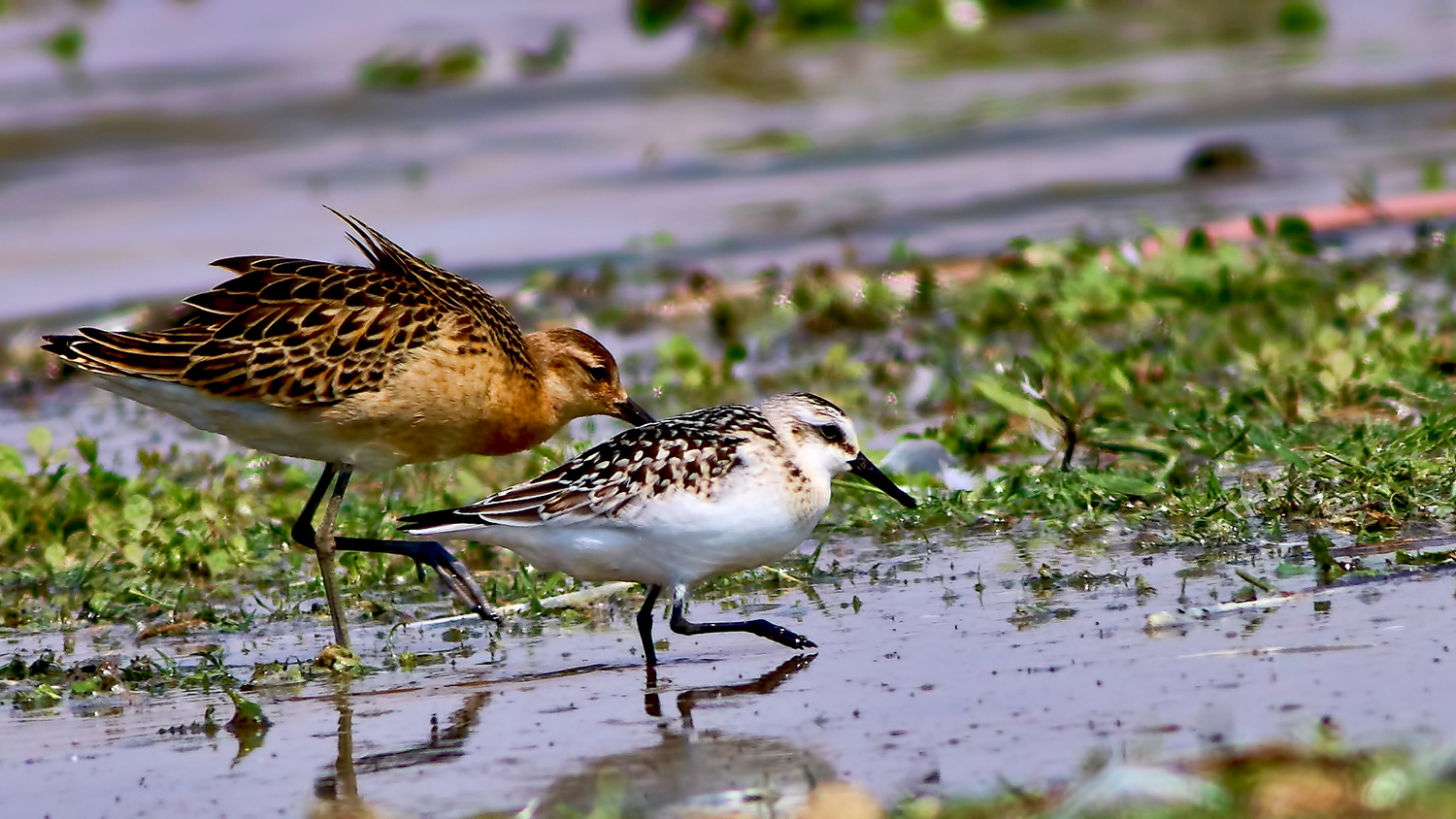 Sanderling