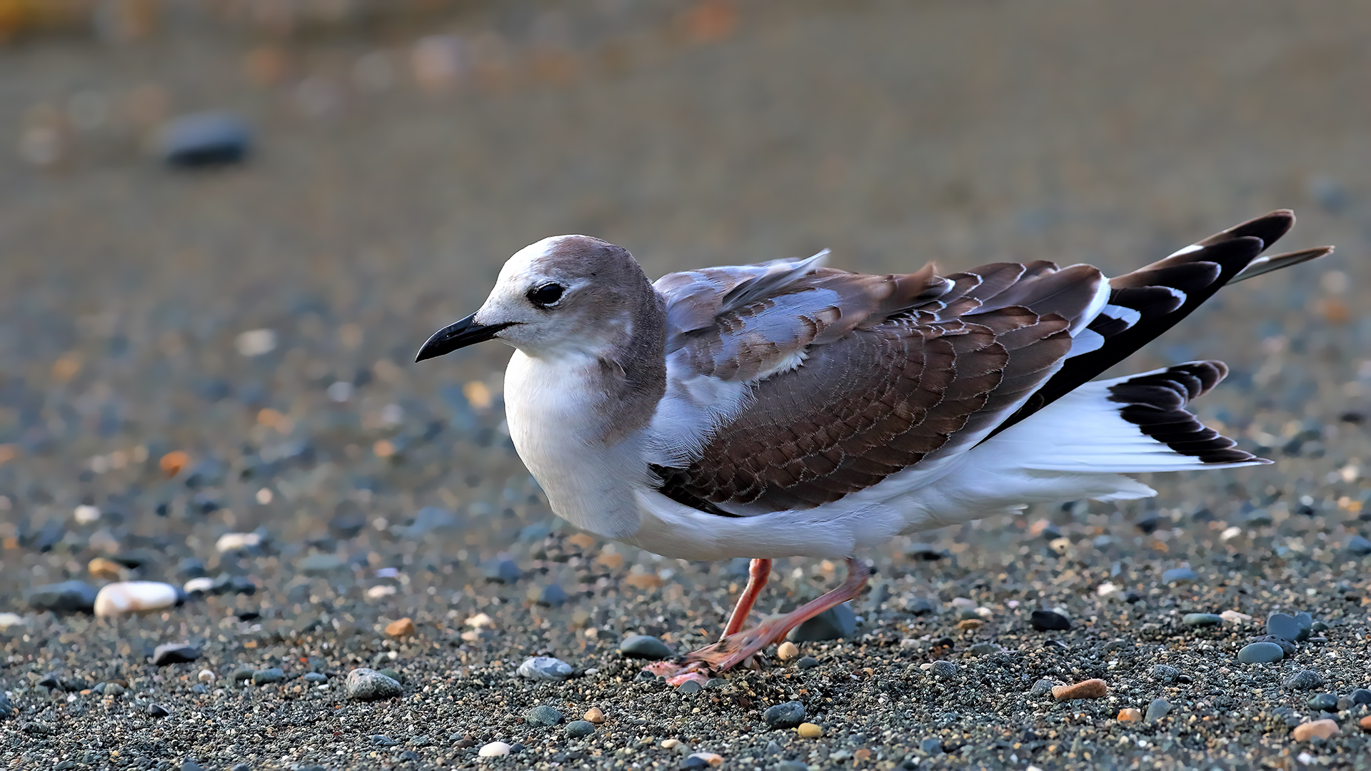 Sabine's Gull