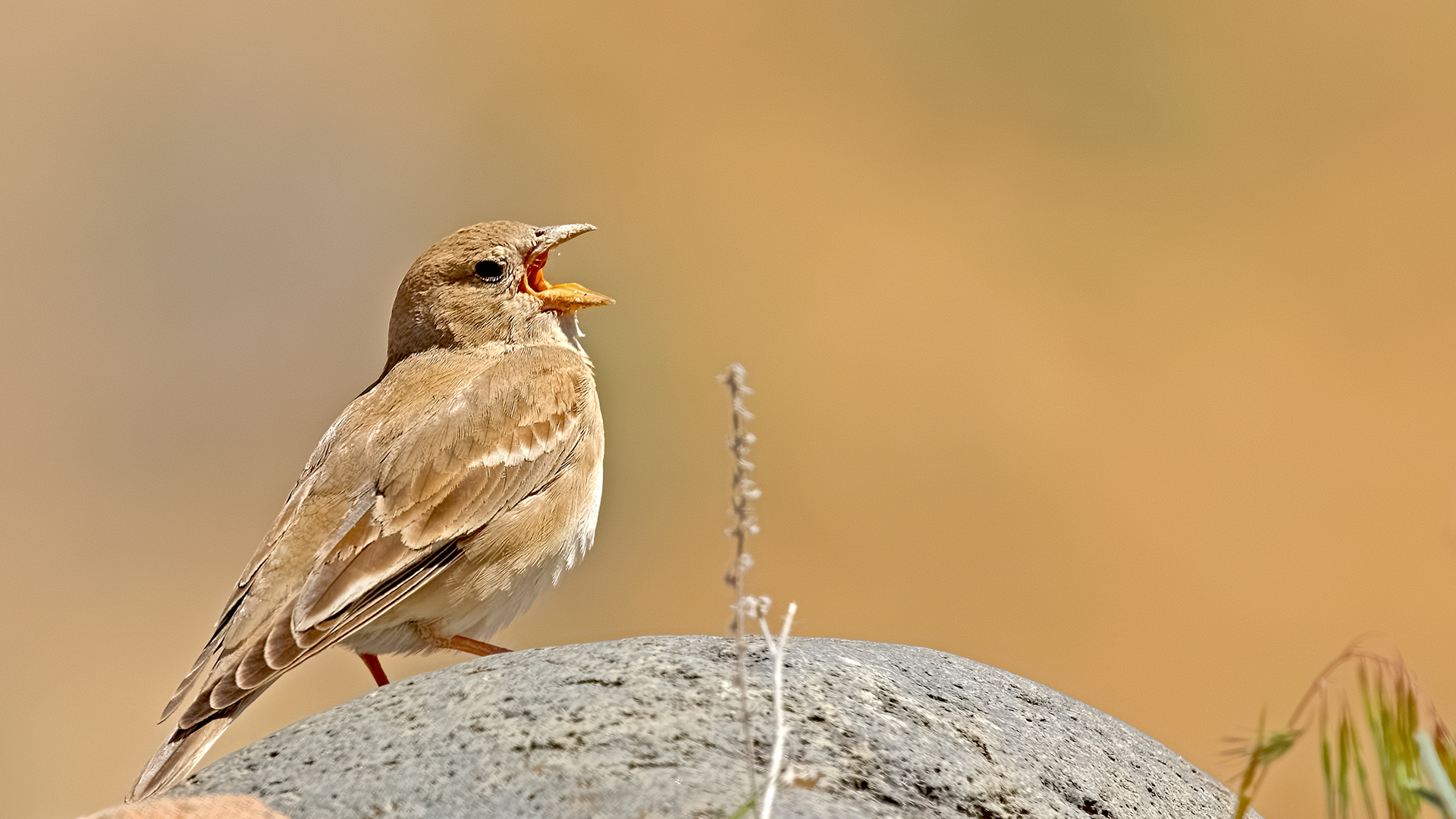 Pale Rockfinch