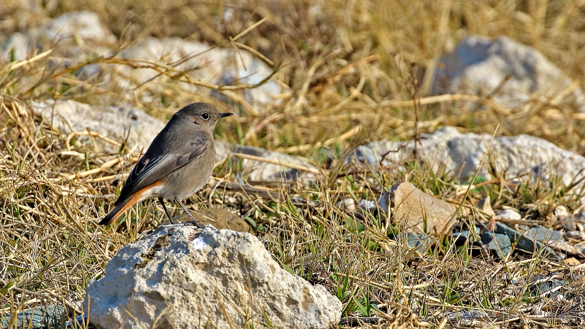 Black Redstart