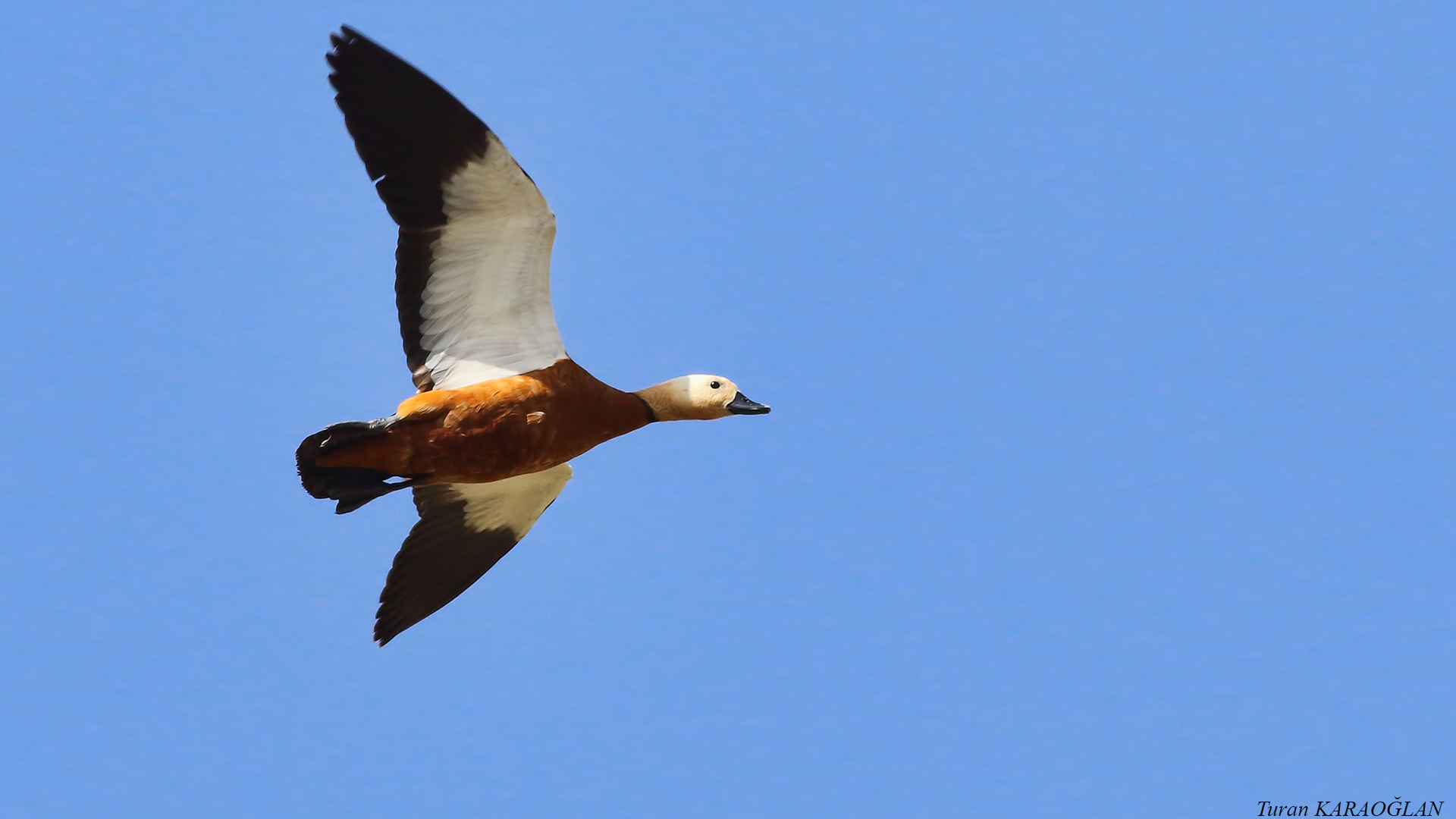 Ruddy Shelduck