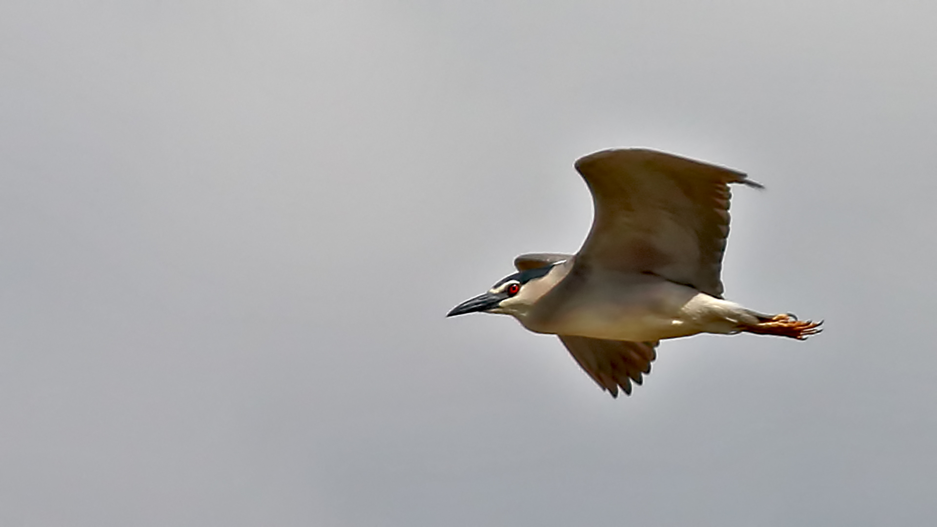 Black-crowned Night-Heron