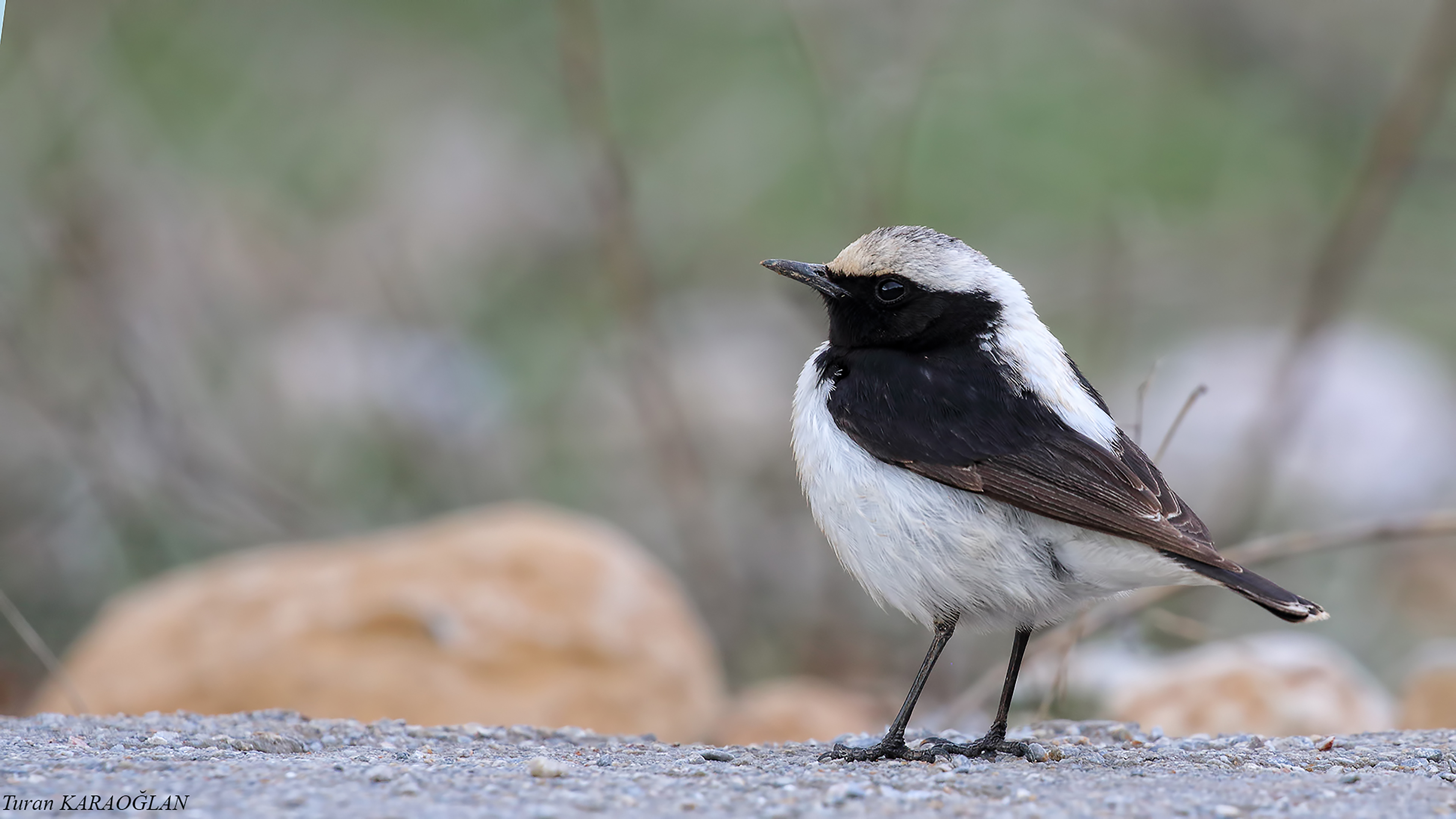 Finsch's Wheatear