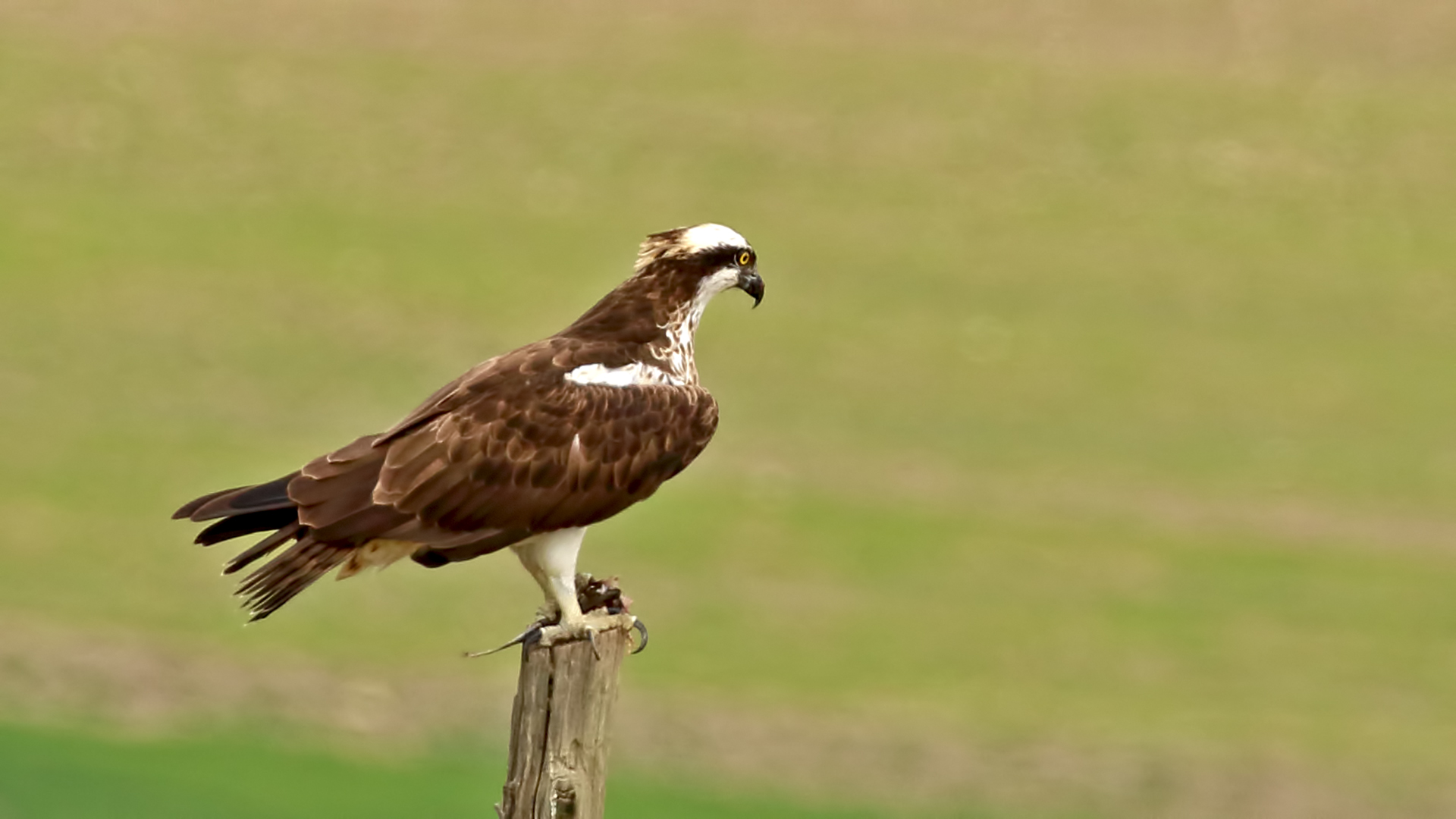 Osprey