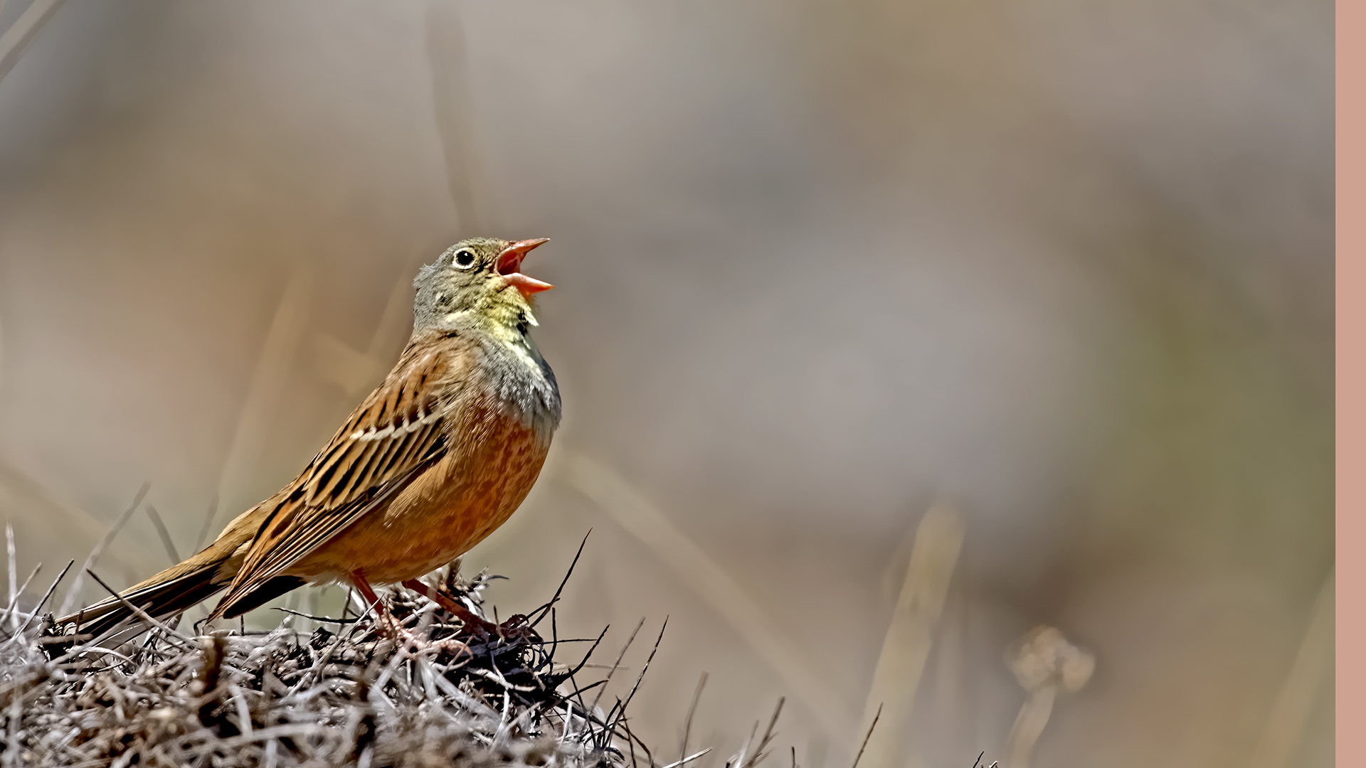 Ortolan Bunting